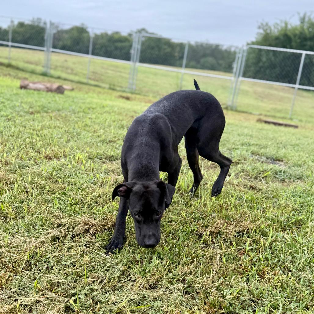 Enlarge Robi, a Adoptable Mixed Breed in Pauls Valley, OK image 5/5