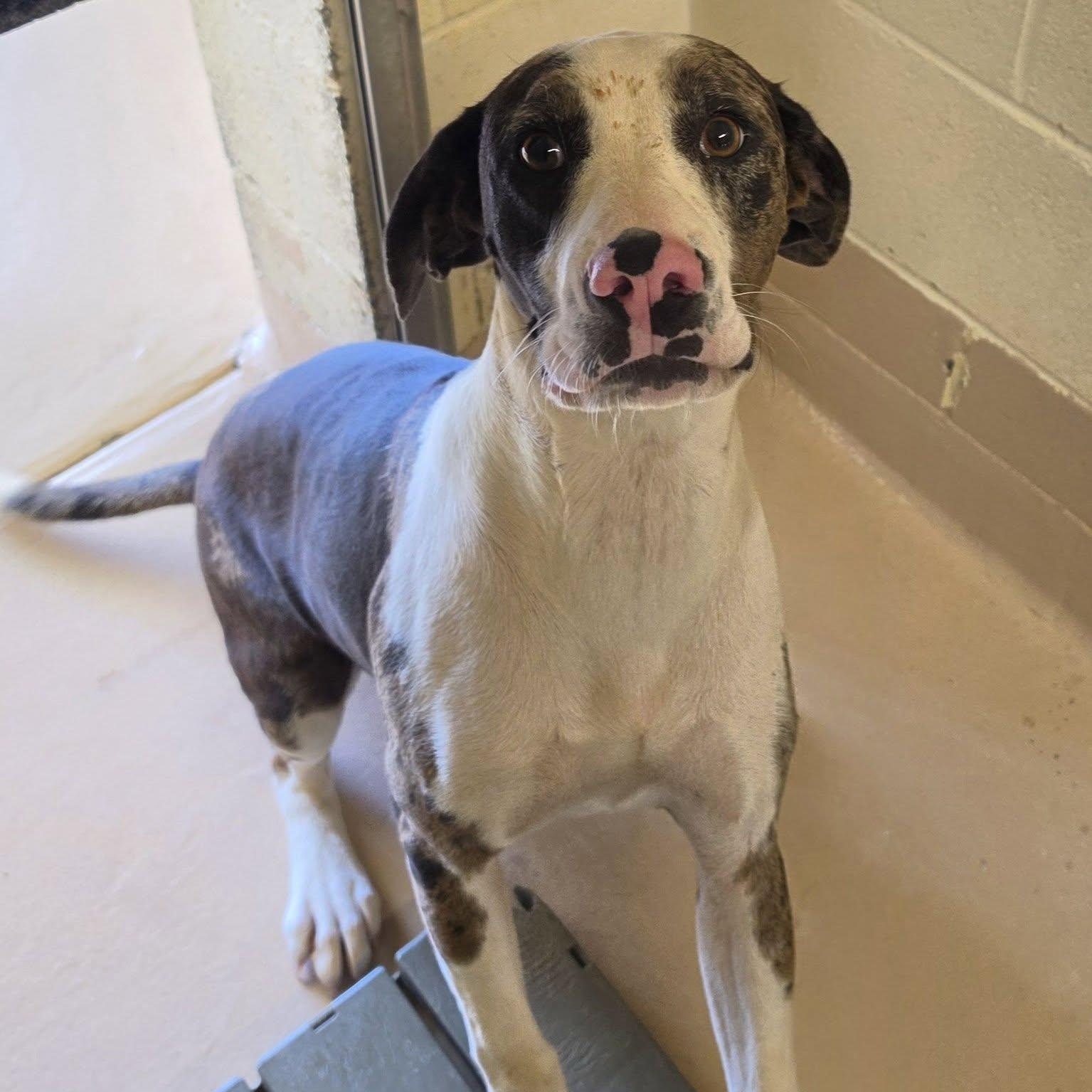 Enlarge Cassie, a ADOPTABLE Catahoula Leopard Dog in Danville, VA image 1/1