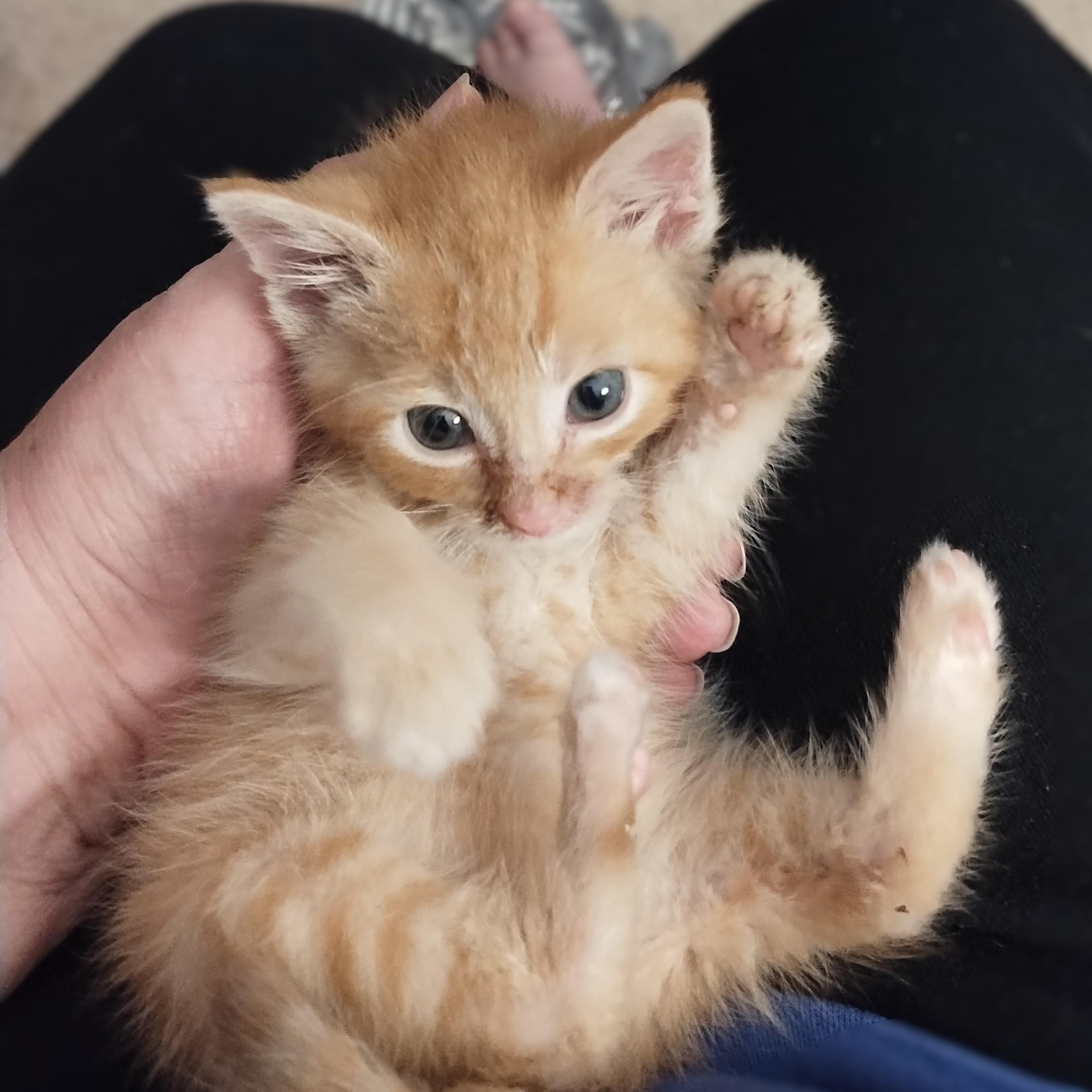 SUNSHINE, Baby Male Domestic Short Hair