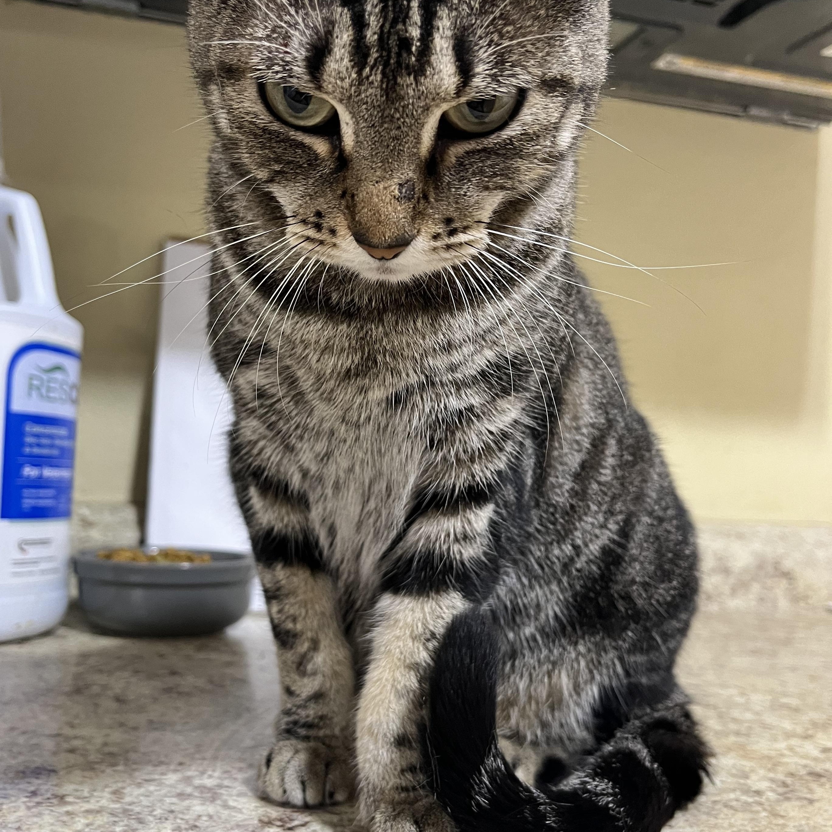 Enlarge Dawn, a ADOPTABLE Domestic Short Hair in Hammond, LA image 4/4
