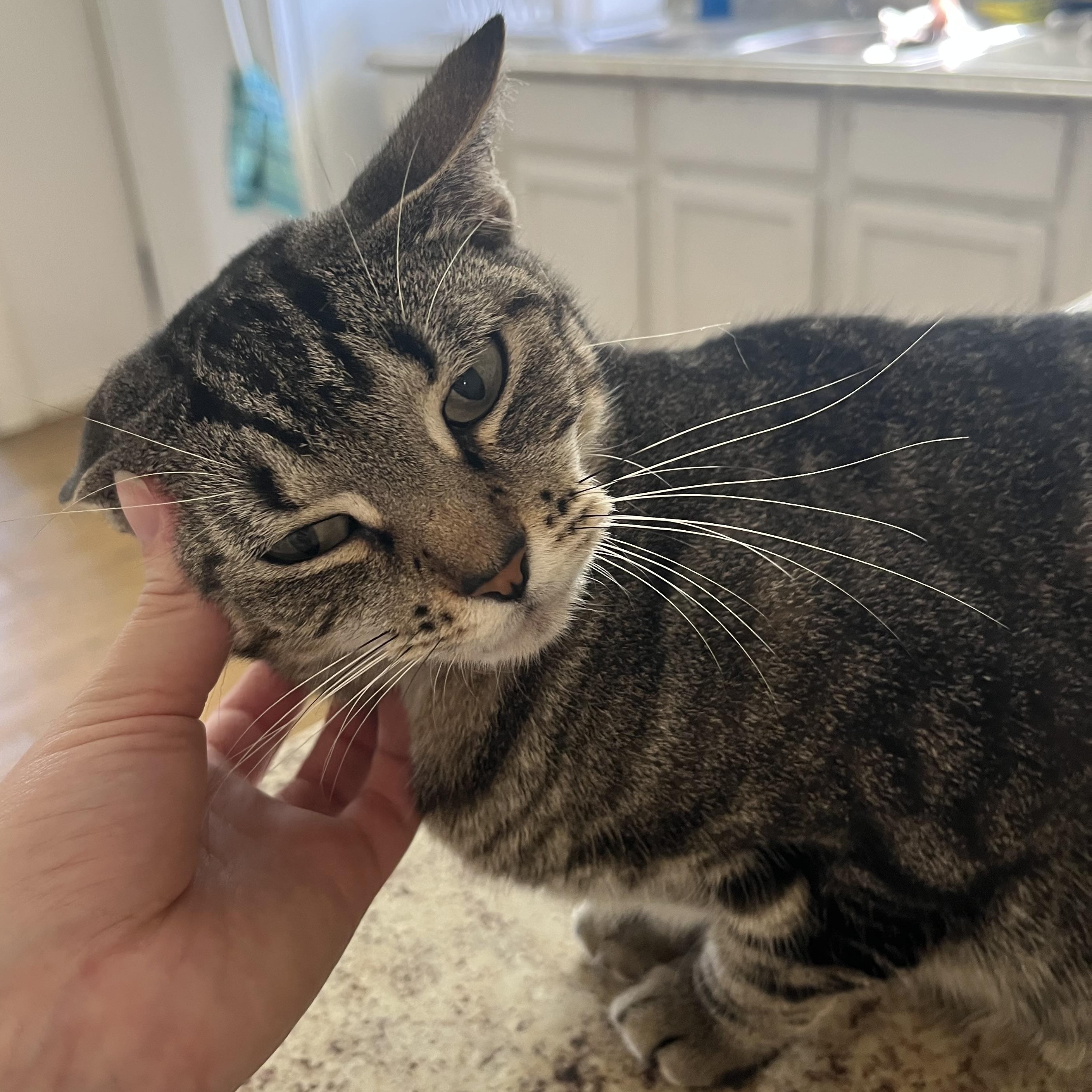Enlarge Dawn, a ADOPTABLE Domestic Short Hair in Hammond, LA image 2/4