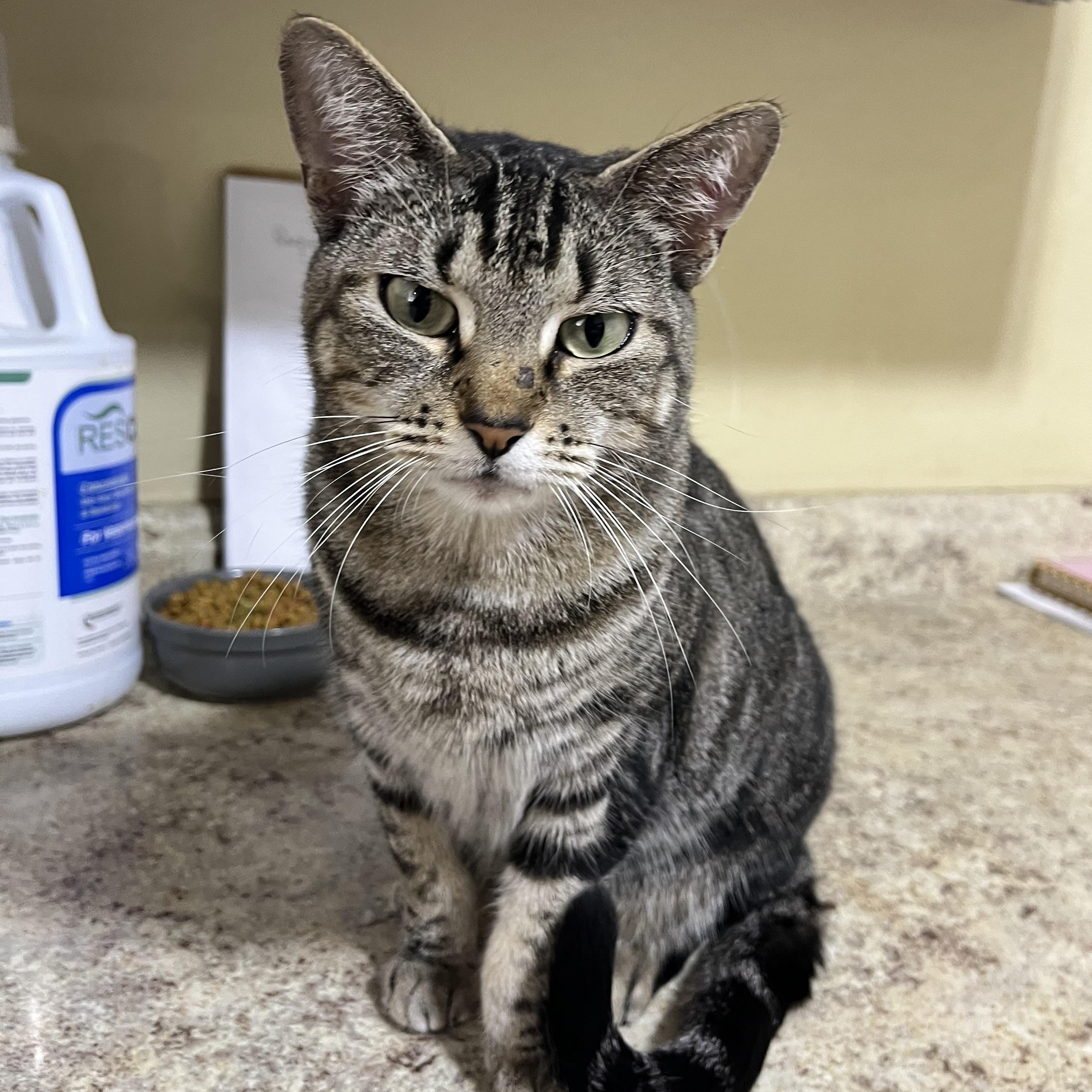 Dawn, ADOPTABLE, Young Female Domestic Short Hair.