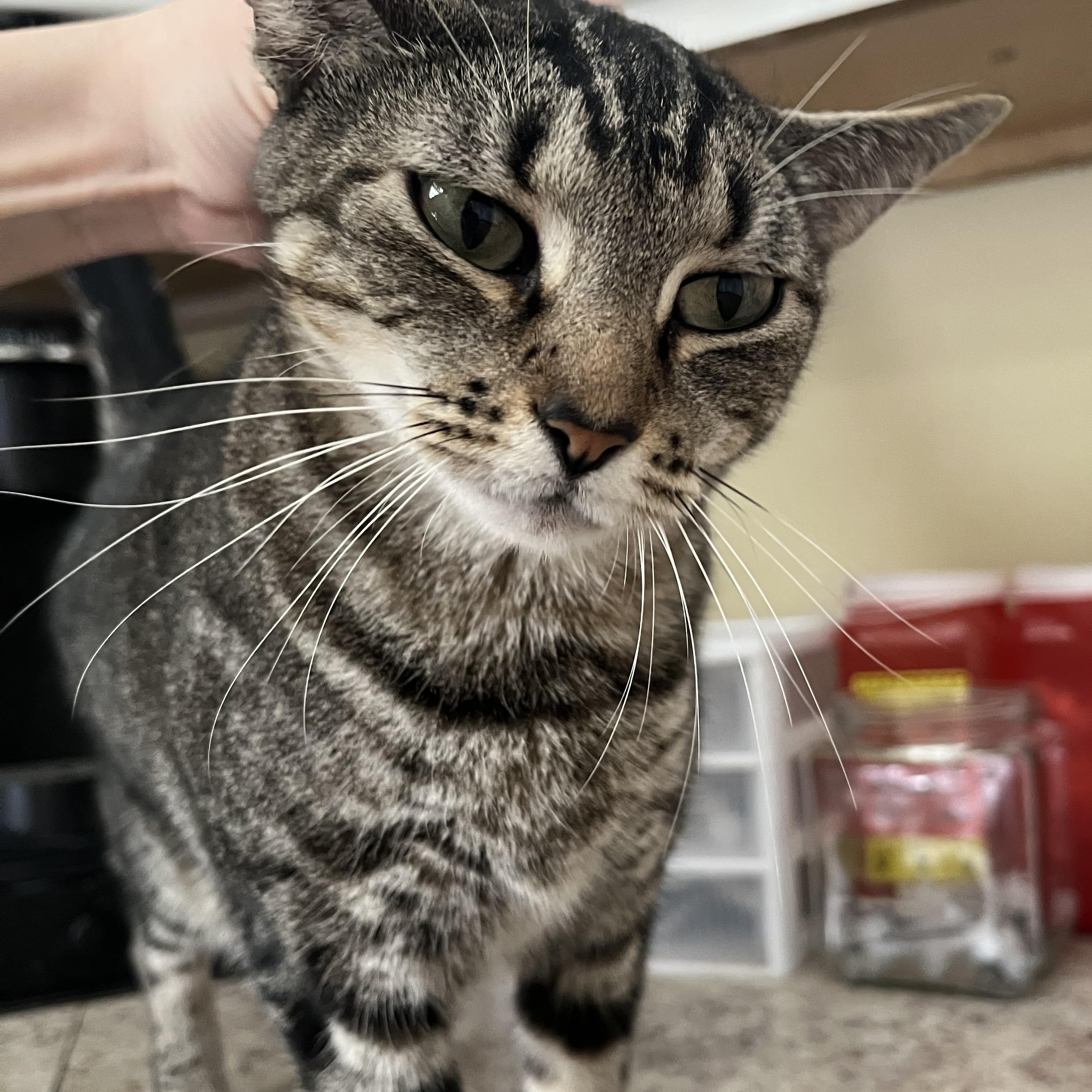 Enlarge Dawn, a ADOPTABLE Domestic Short Hair in Hammond, LA image 3/4