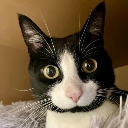 Enlarge Fancy, a Adoptable mixed breed in Burlington, WA image 1/3