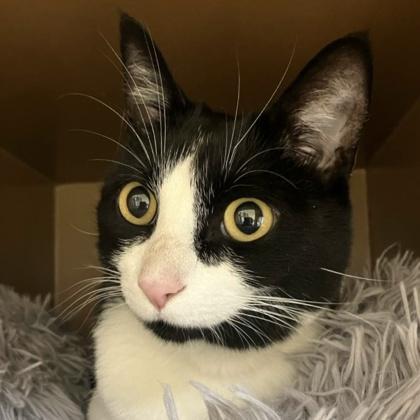 Enlarge Fancy, a Adoptable mixed breed in Burlington, WA image 2/3