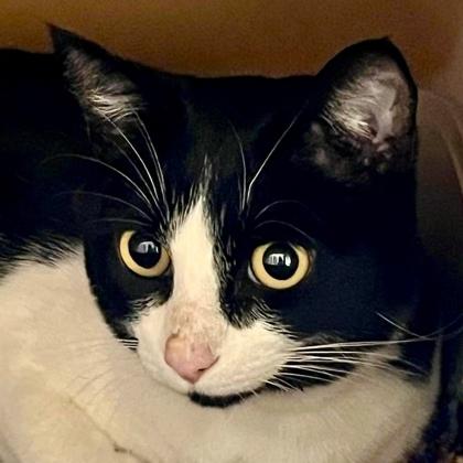 Enlarge Fancy, a Adoptable mixed breed in Burlington, WA image 3/3