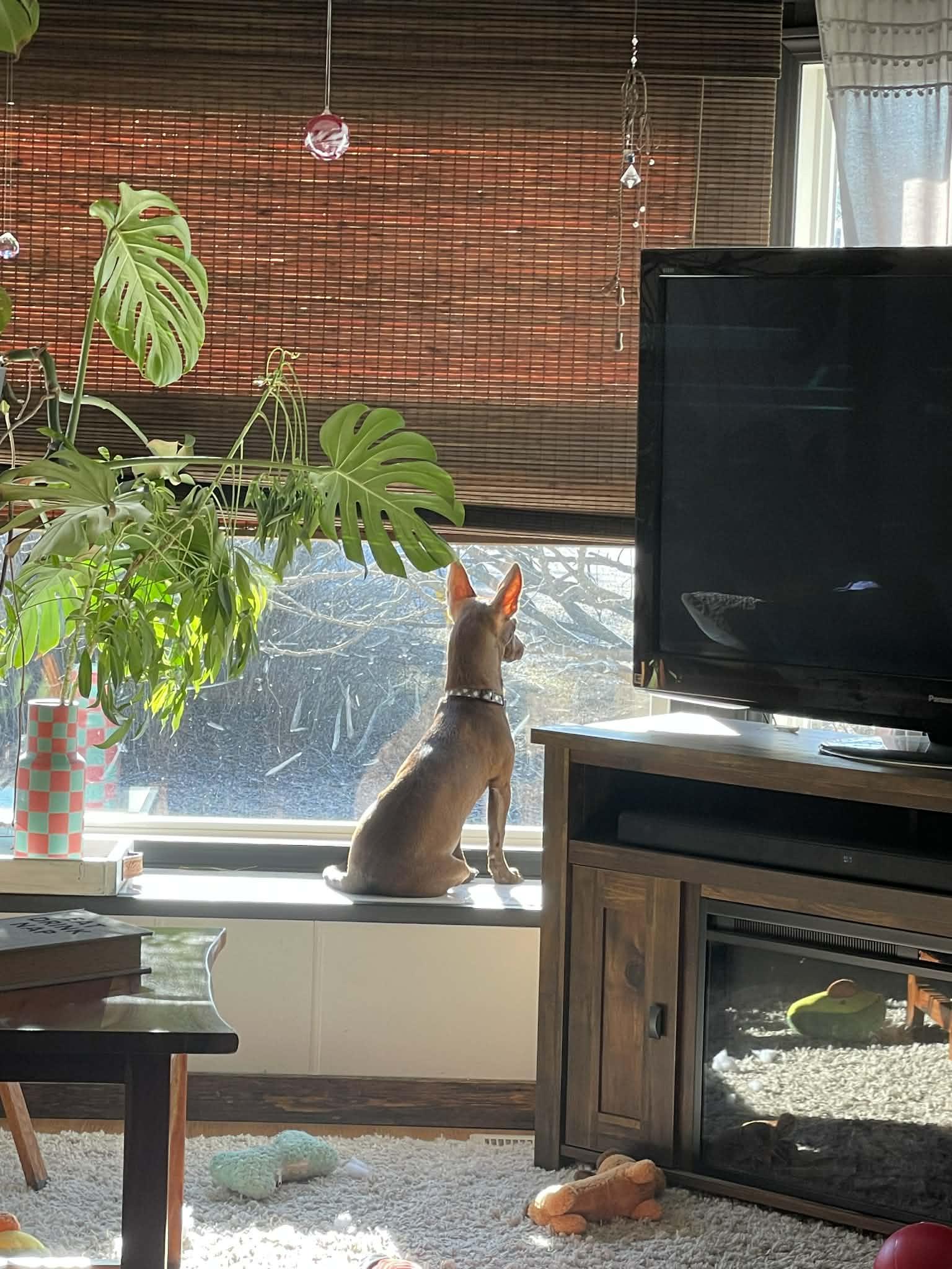 Enlarge Canela, a ADOPTABLE mixed breed in Calgary, AB image 3/6