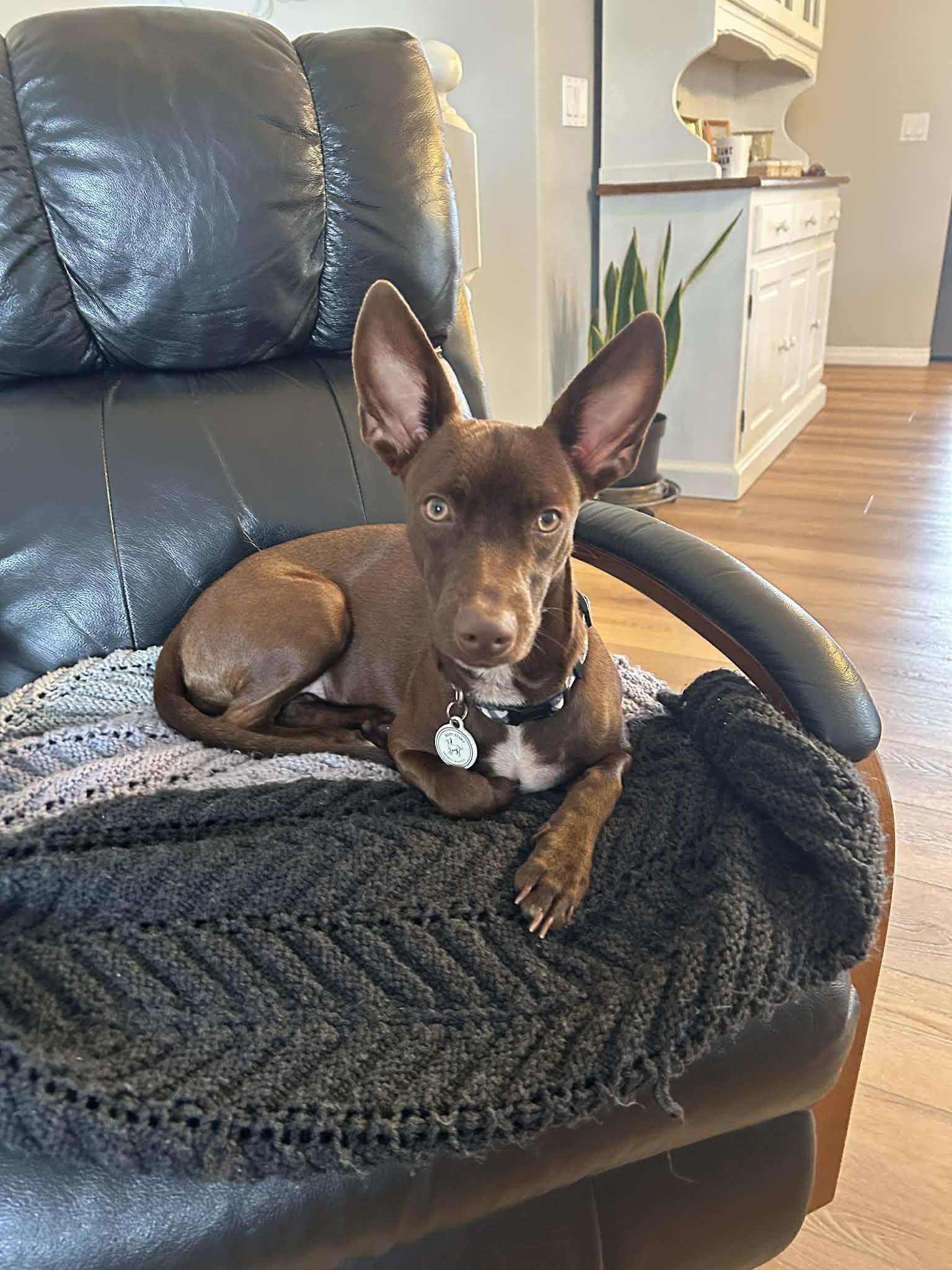 Canela, ADOPTABLE, Young Female Italian Greyhound.