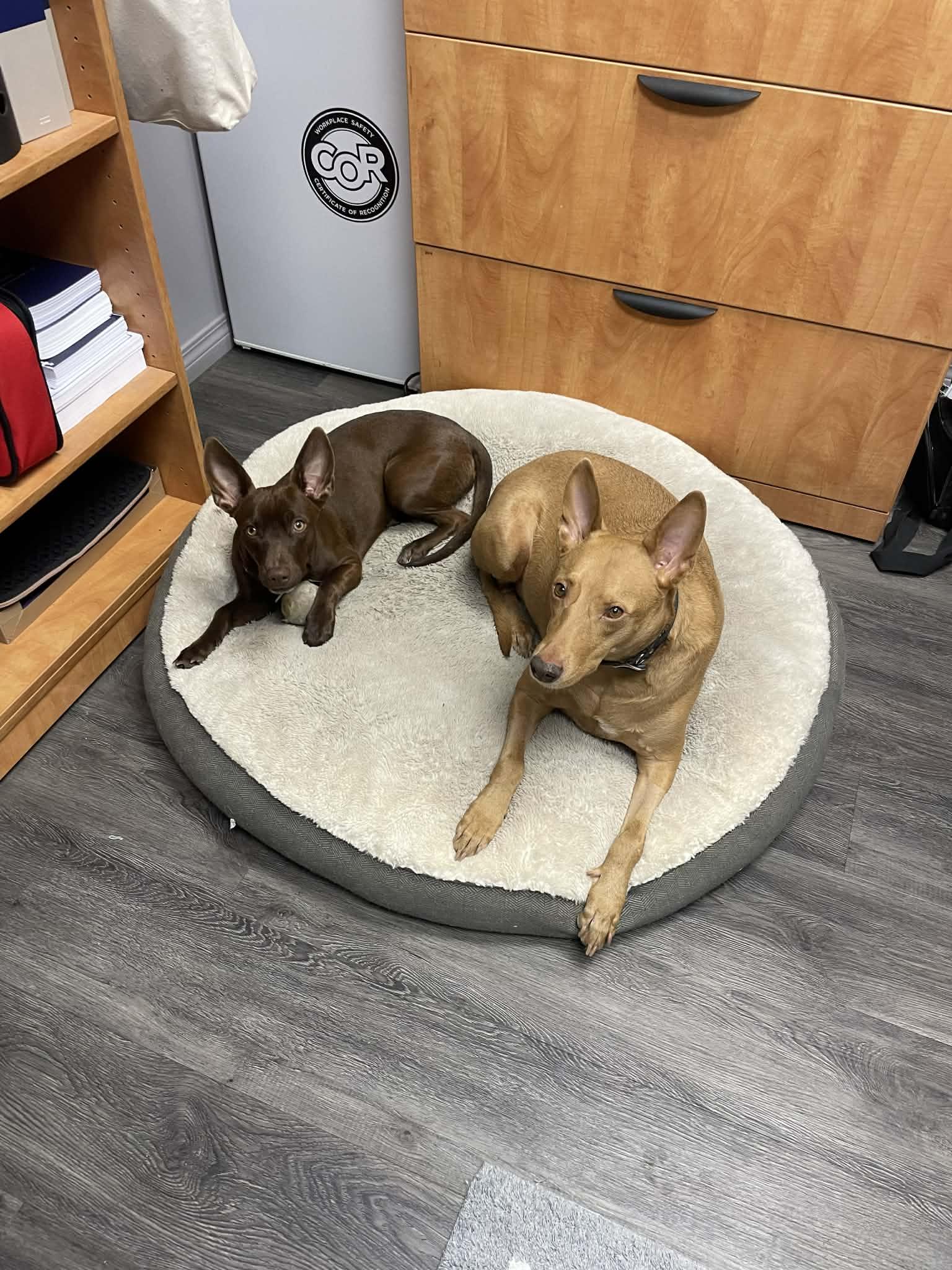 Enlarge Canela, a ADOPTABLE mixed breed in Calgary, AB image 2/6