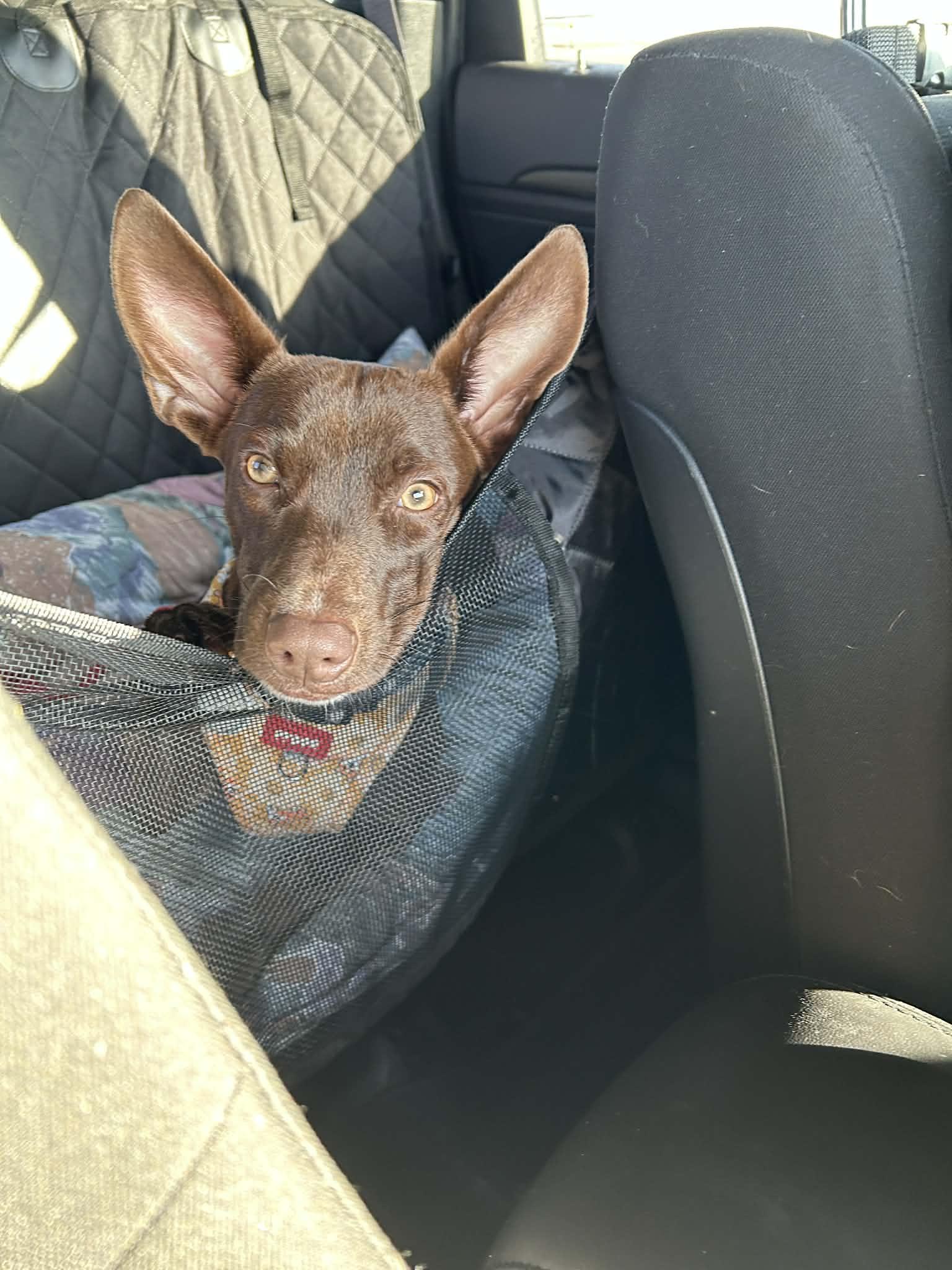 Enlarge Canela, a ADOPTABLE mixed breed in Calgary, AB image 6/6