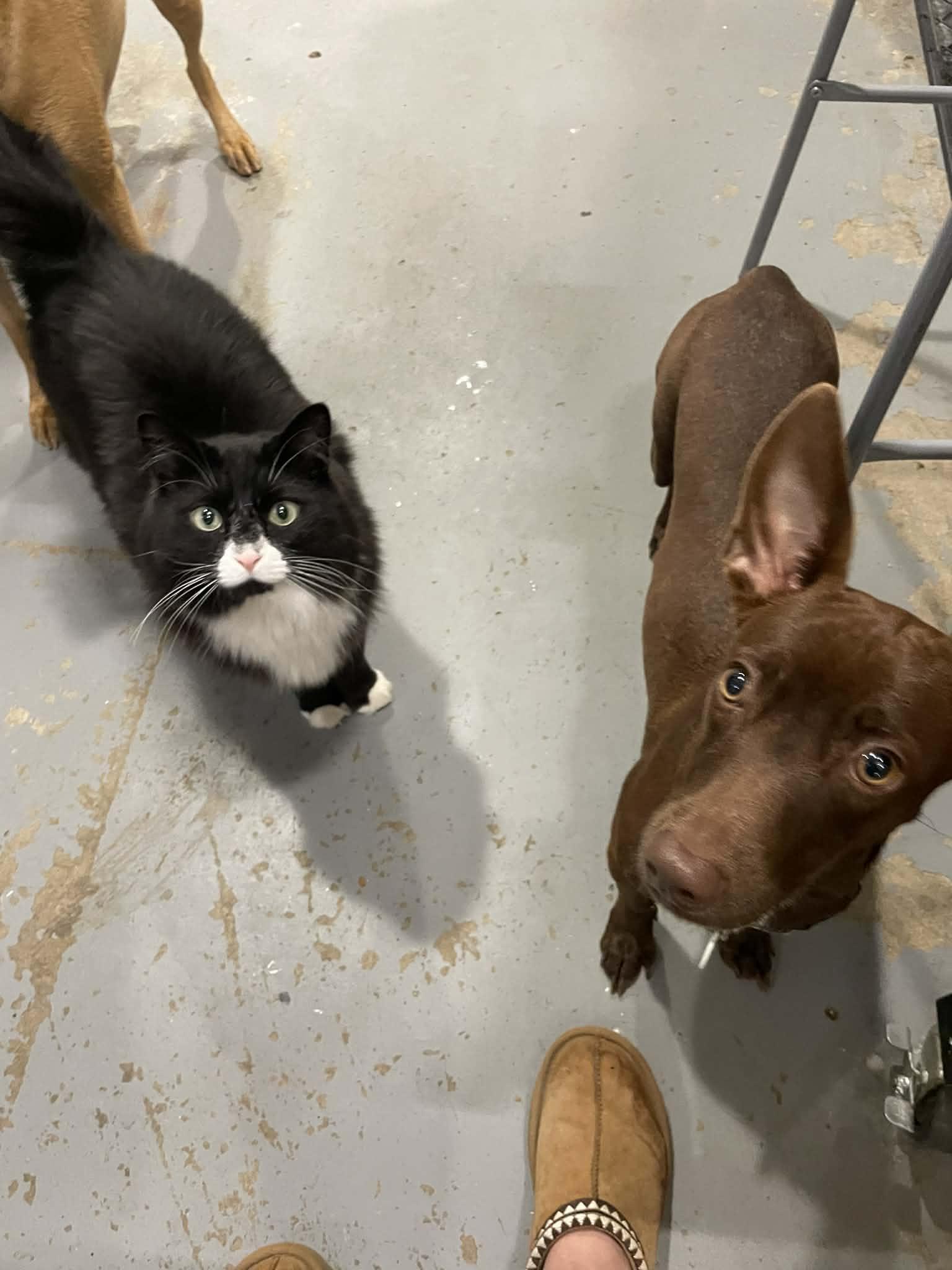 Enlarge Canela, a ADOPTABLE mixed breed in Calgary, AB image 5/6