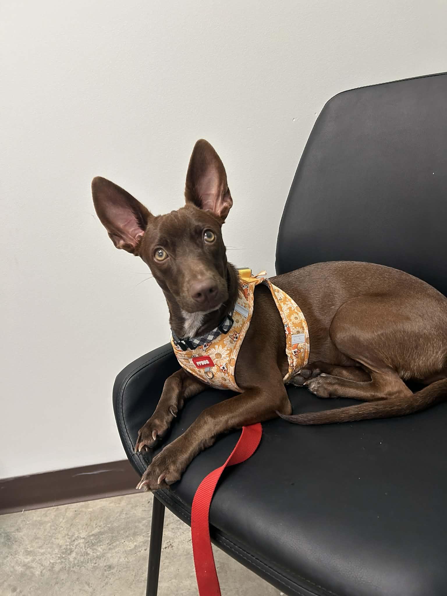 Enlarge Canela, a ADOPTABLE mixed breed in Calgary, AB image 4/6