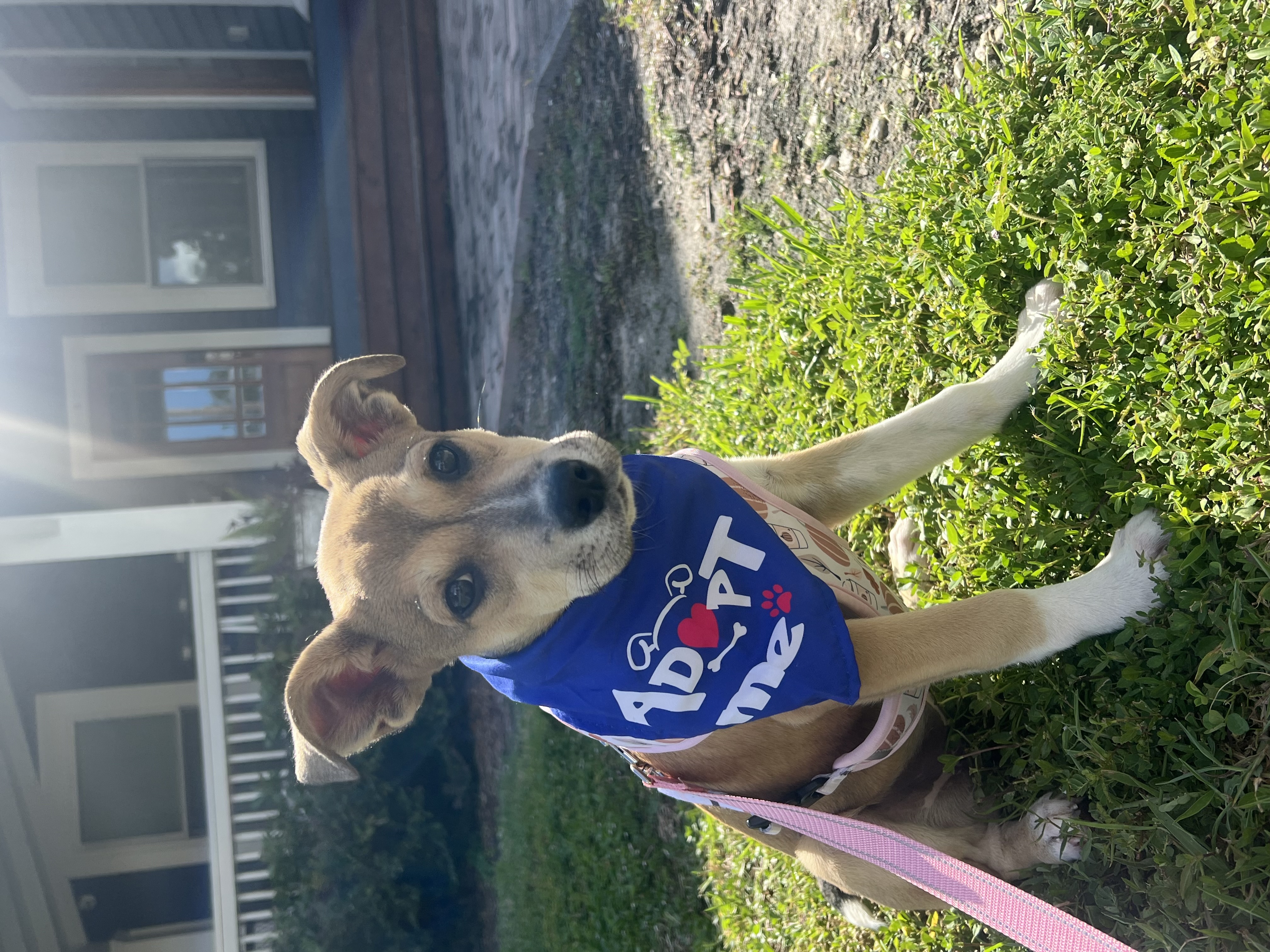 Dog for adoption Sabrina, a German Shepherd Dog Mix in tampa, FL