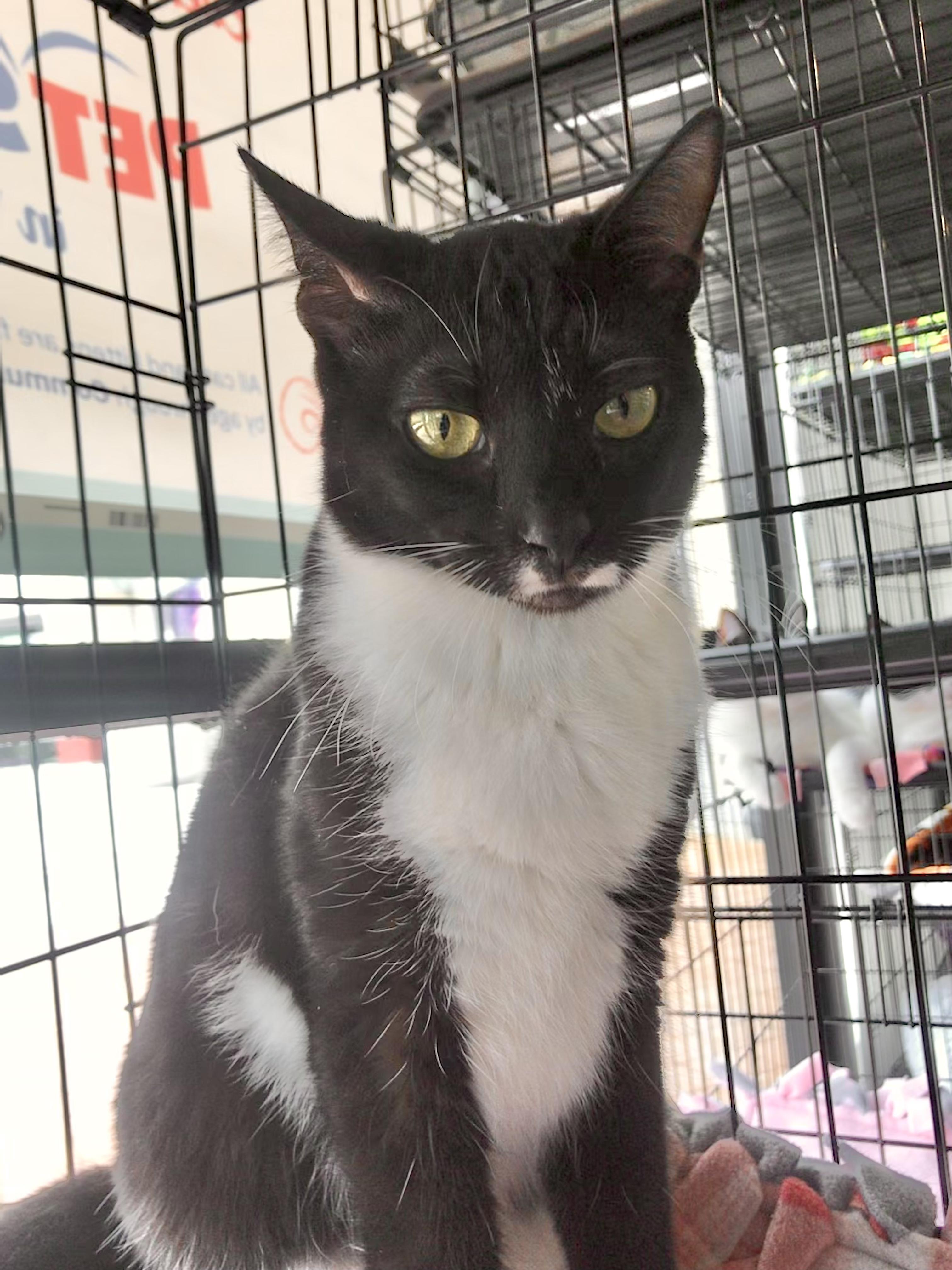 Enlarge Rosemary, a Adoptable American Shorthair in Vallejo, CA image 2/3