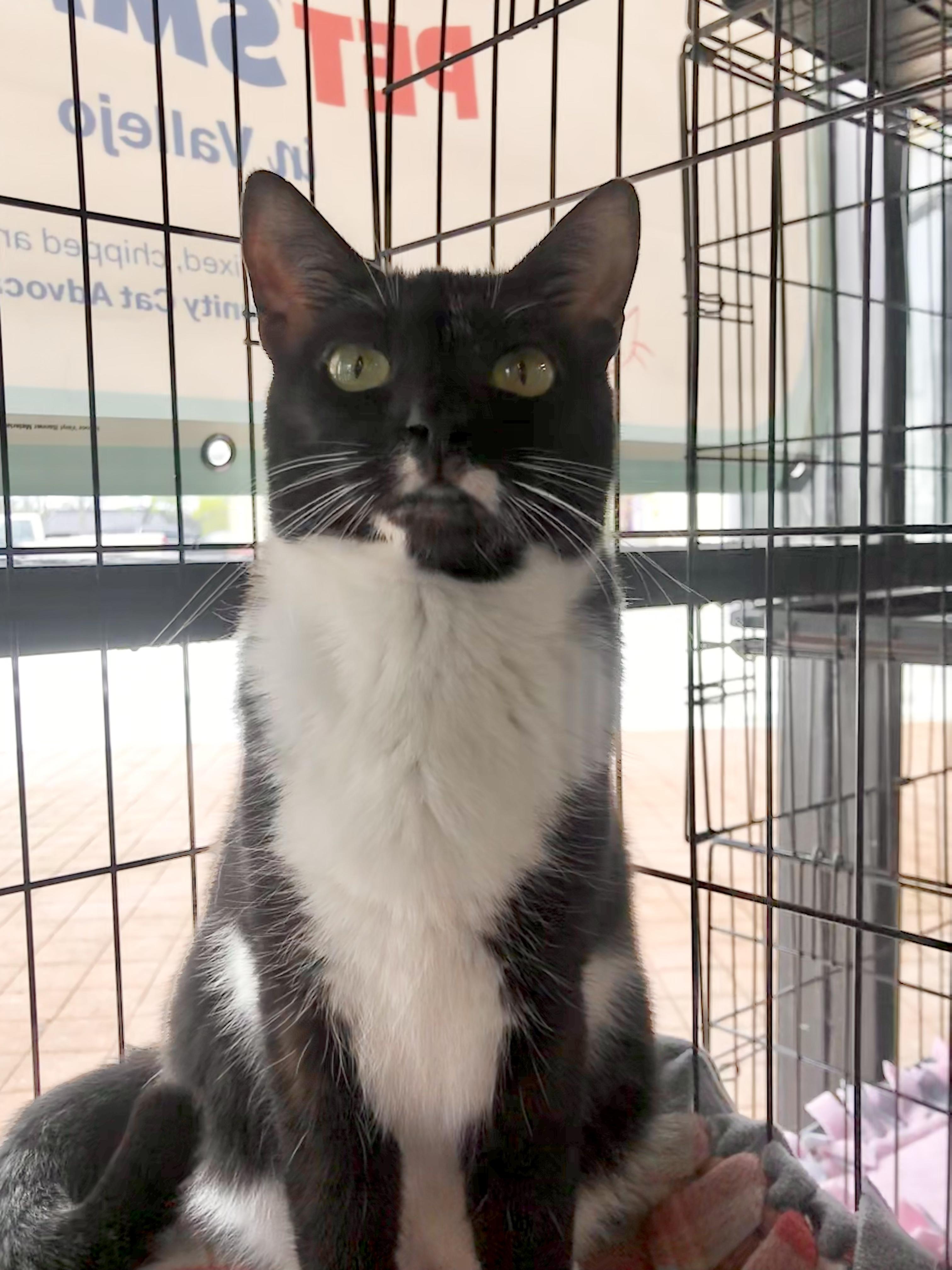 Enlarge Rosemary, a Adoptable American Shorthair in Vallejo, CA image 1/3
