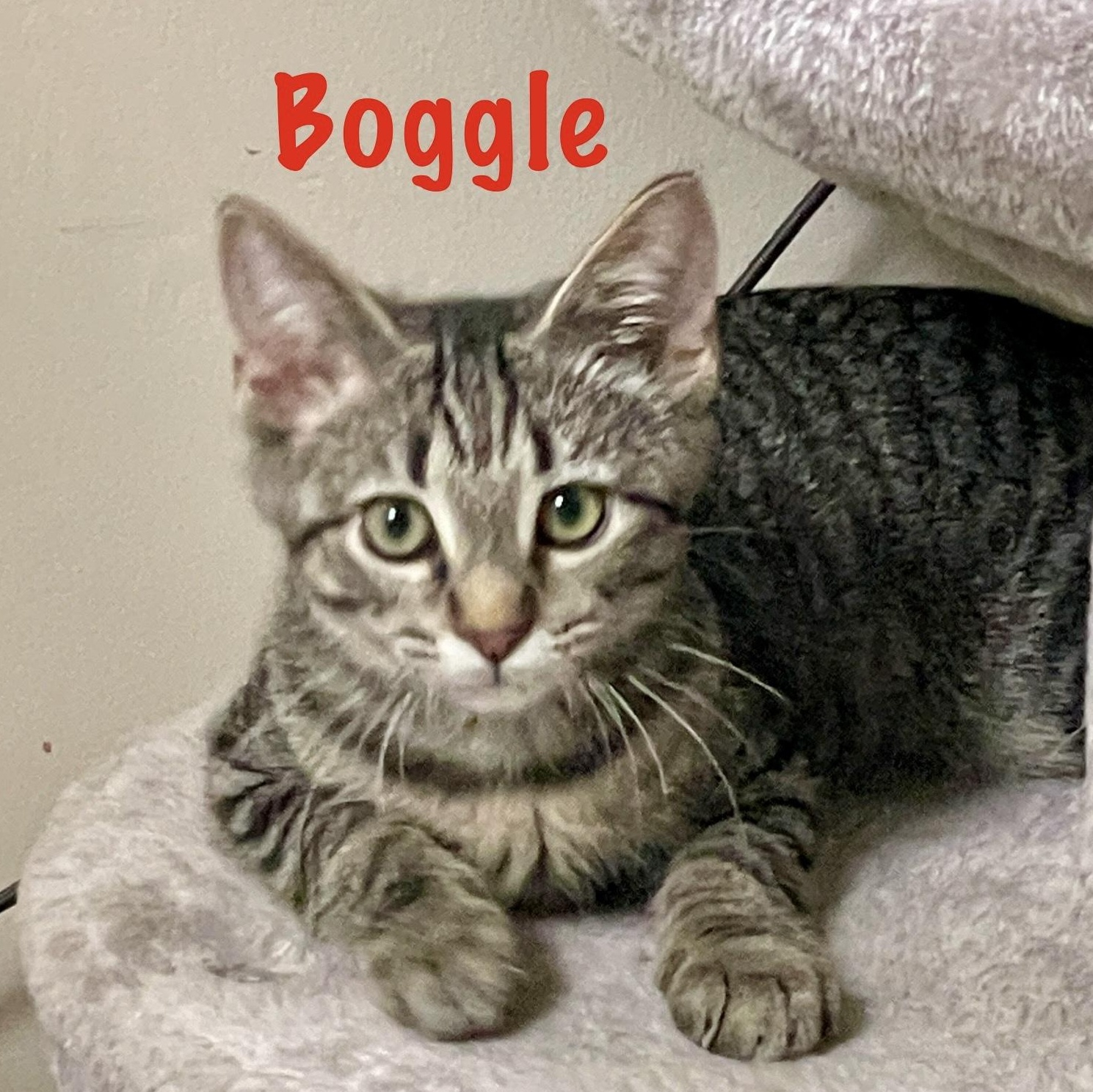 Boggle, Baby Male Domestic Short Hair