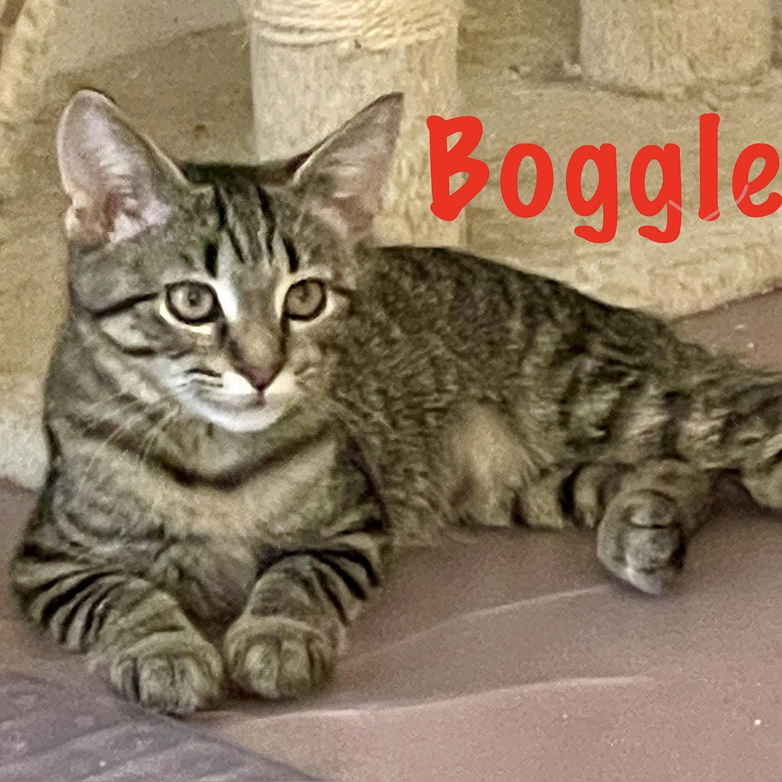 Boggle photo 7