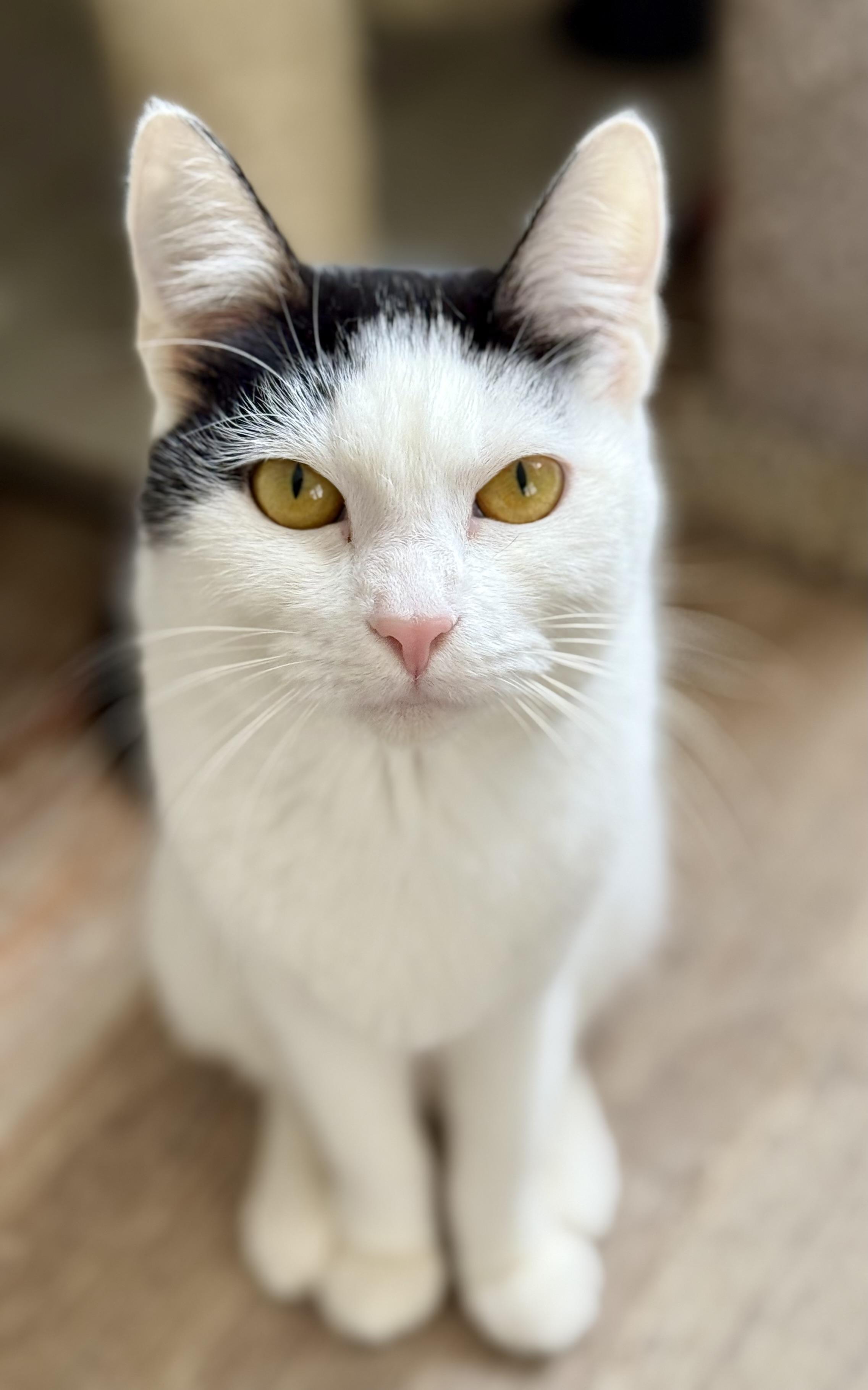 Meowtini