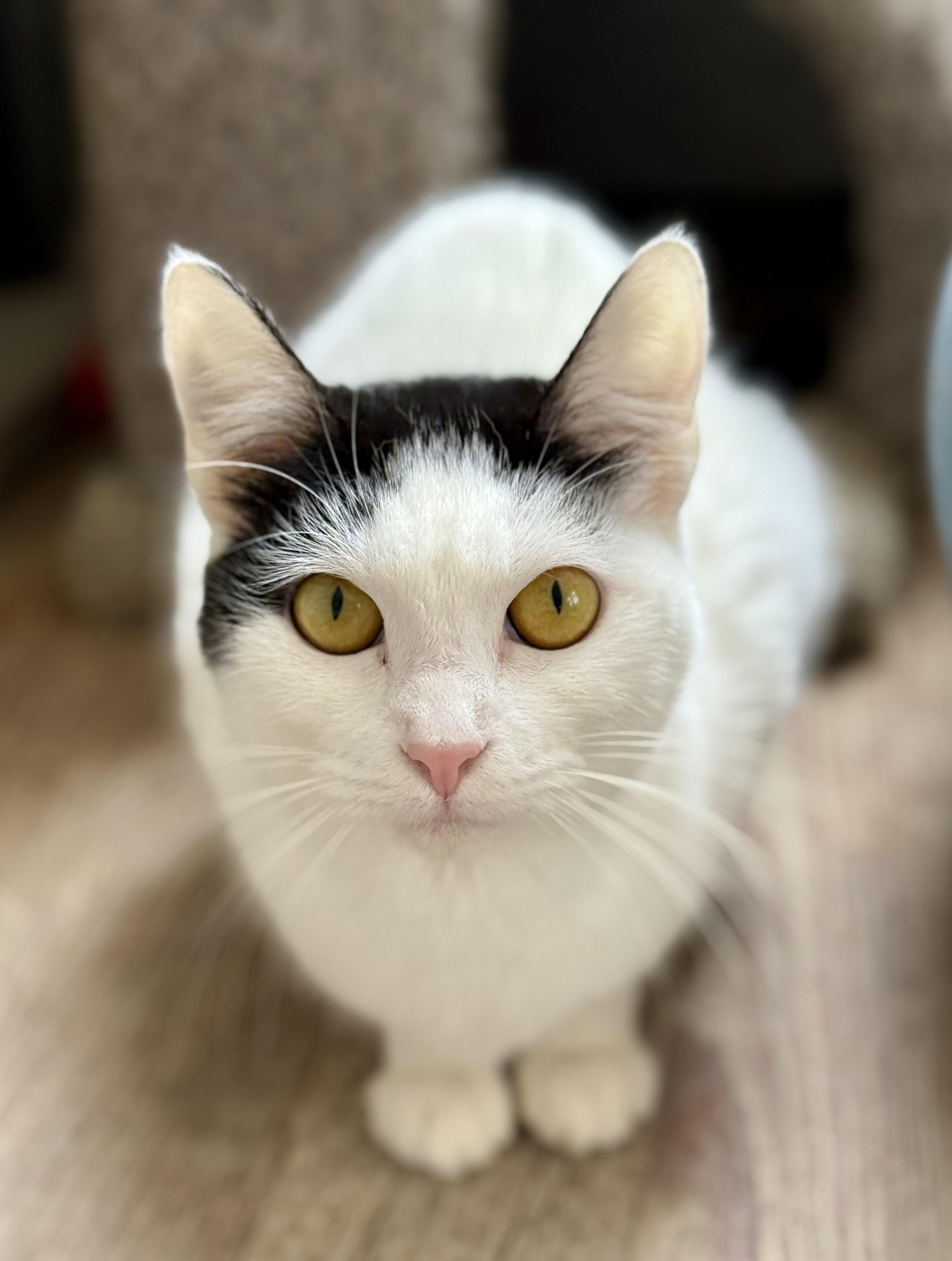 Meowtini