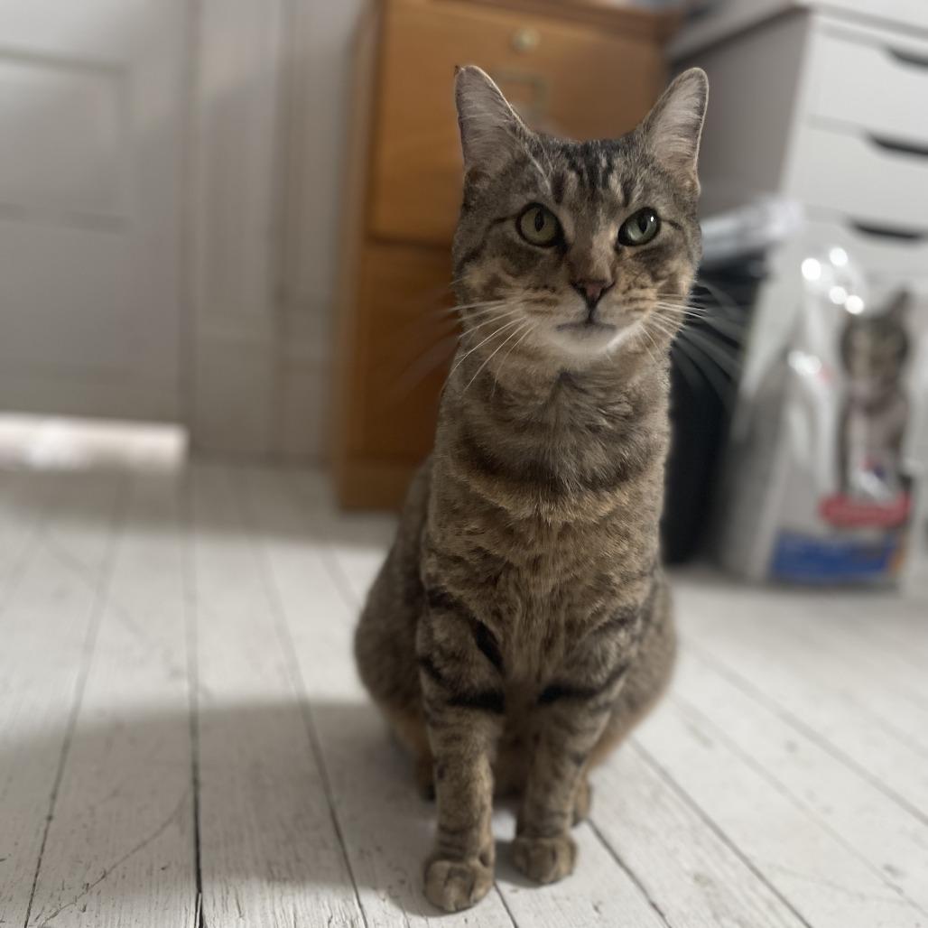 Fiyero, a Adoptable Domestic Short Hair in St. Louis, MO image 1/6