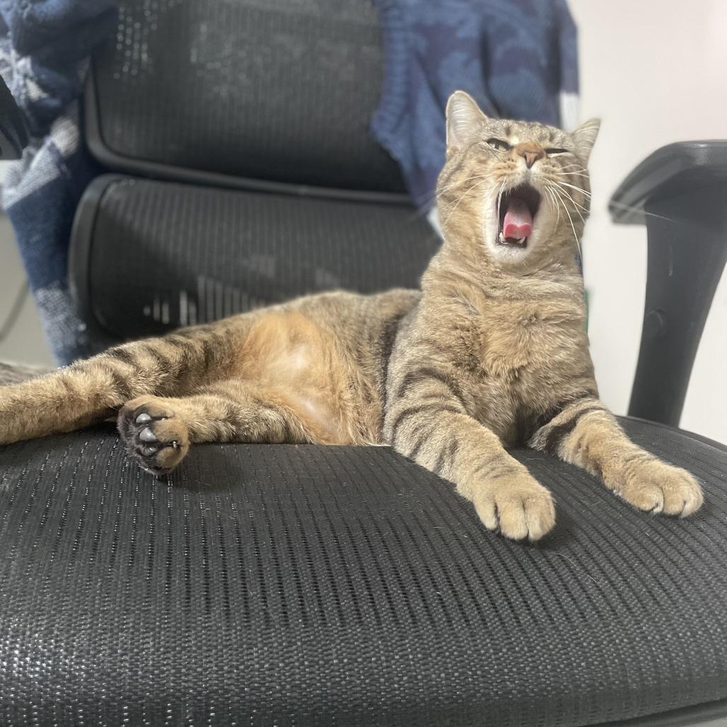 Fiyero, a Adoptable Domestic Short Hair in St. Louis, MO image 2/6