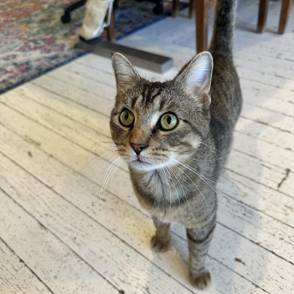 Fiyero, a Adoptable Domestic Short Hair in St. Louis, MO image 3/6