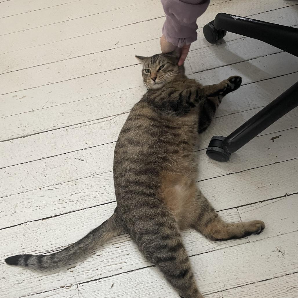 Fiyero, a Adoptable Domestic Short Hair in St. Louis, MO image 4/6