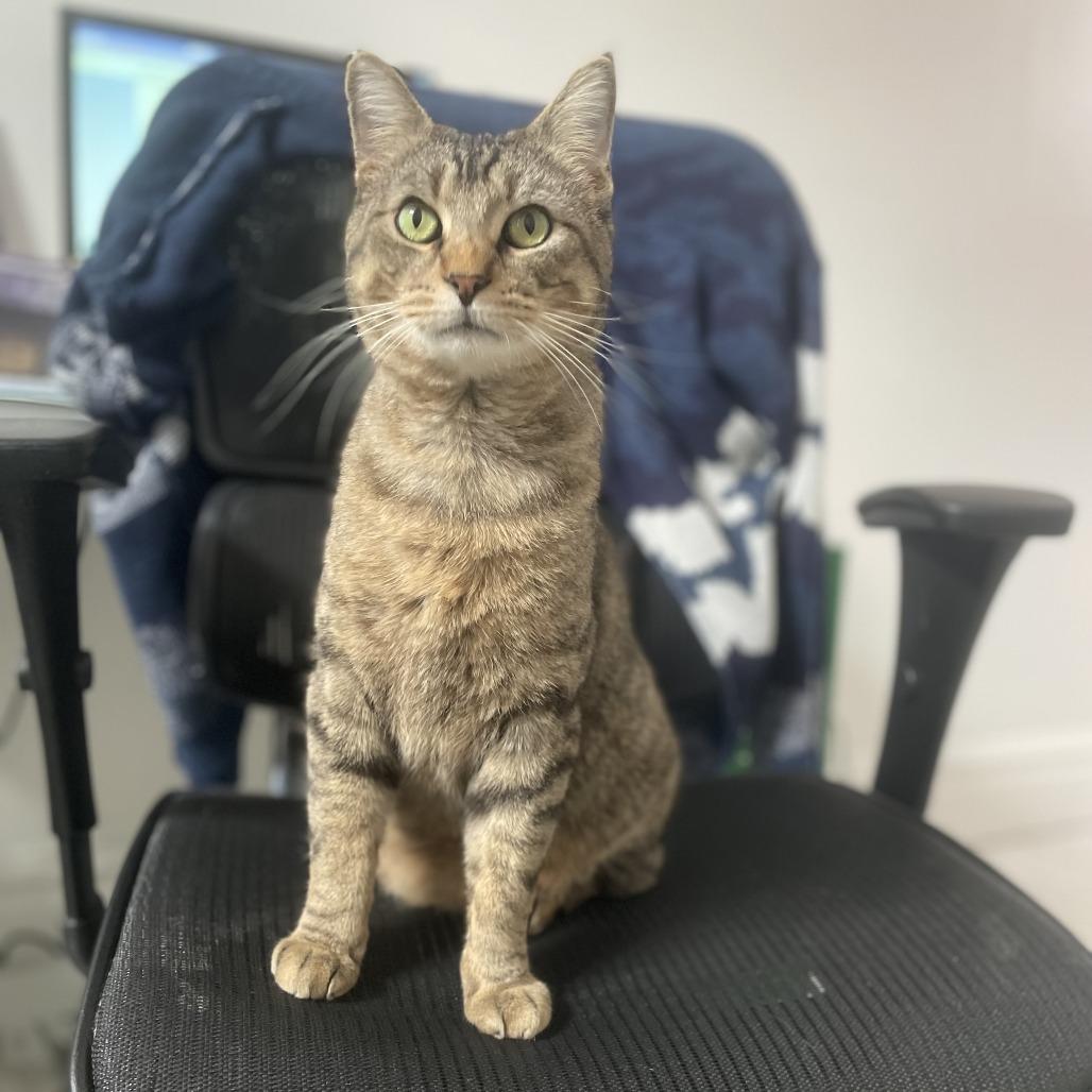 Fiyero, a Adoptable Domestic Short Hair in St. Louis, MO image 5/6