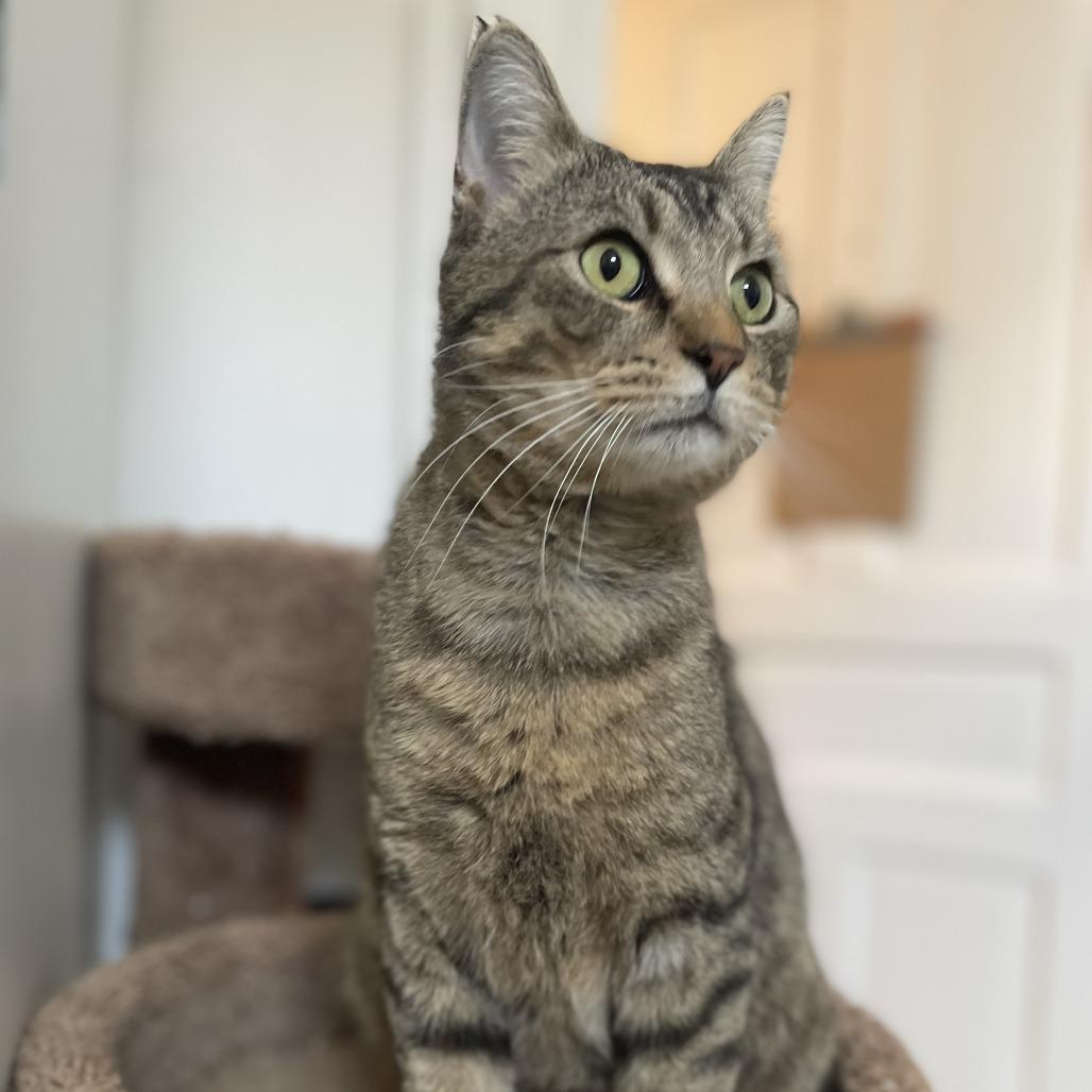 Fiyero, a Adoptable Domestic Short Hair in St. Louis, MO image 6/6