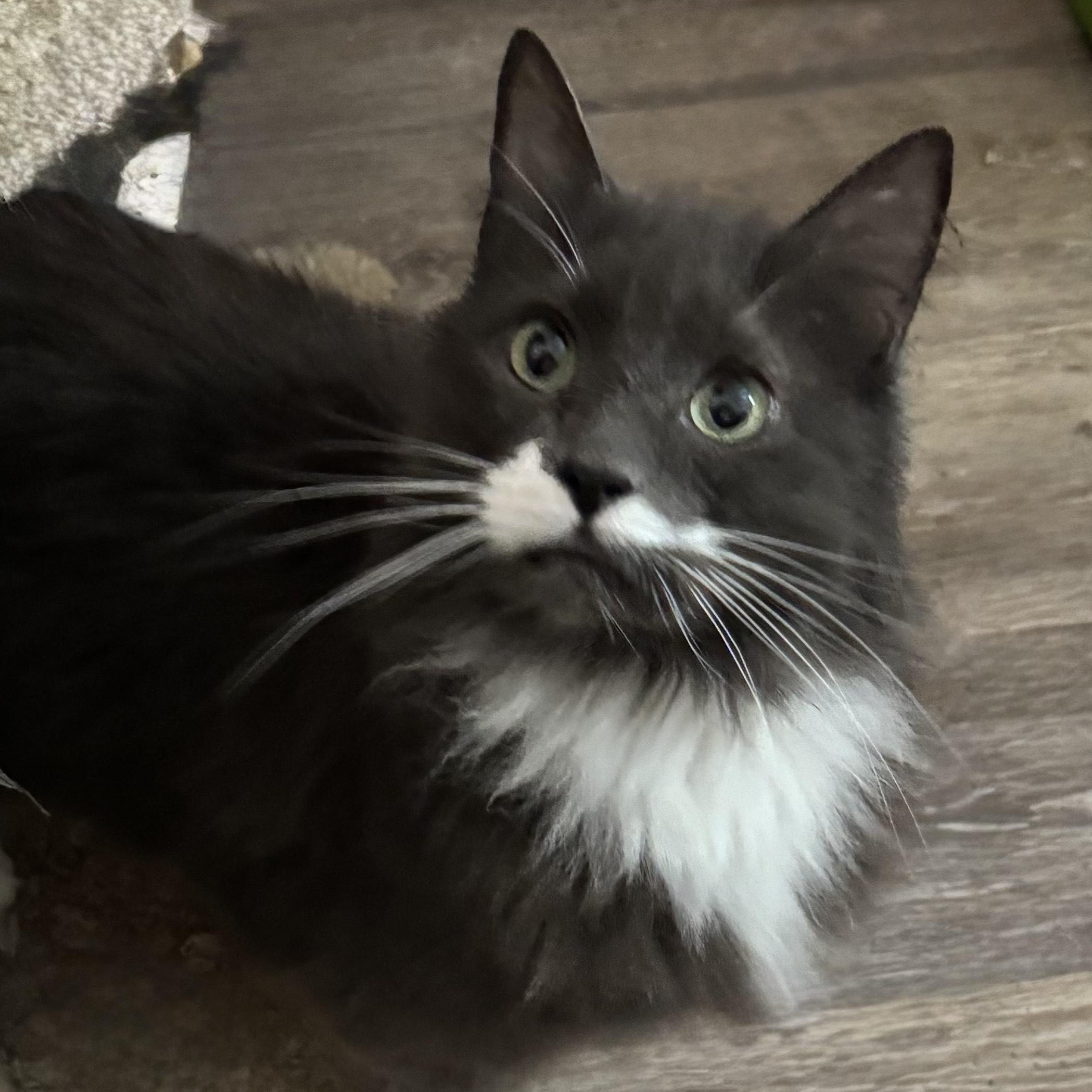 Major, Adult Male Domestic Long Hair