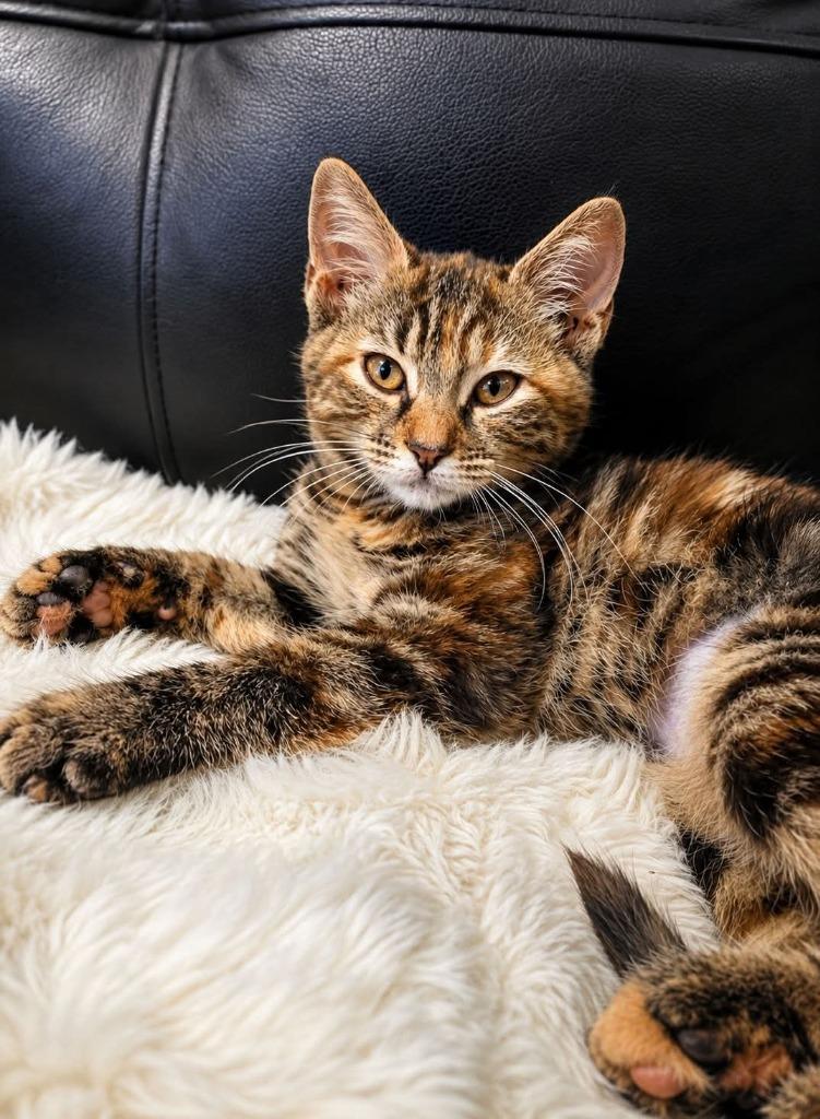 Fancy Pants, Adoptable, Kitten Female Calico & Domestic Short Hair.