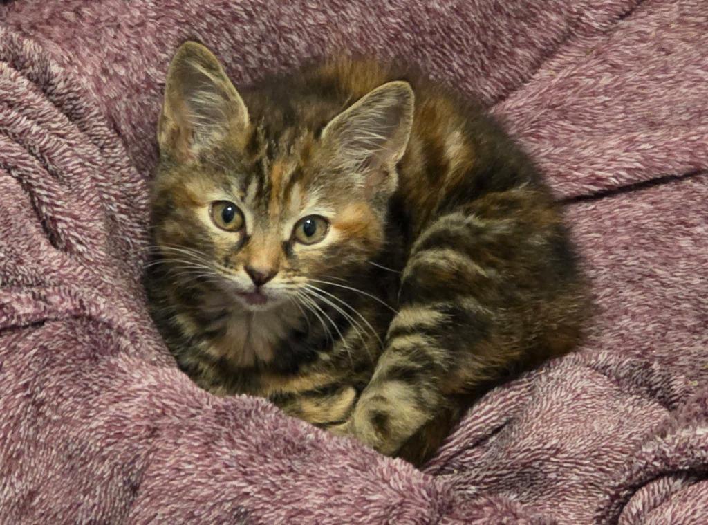 Fancy Pants, a Adoptable mixed breed in Miami, OK image 2/4