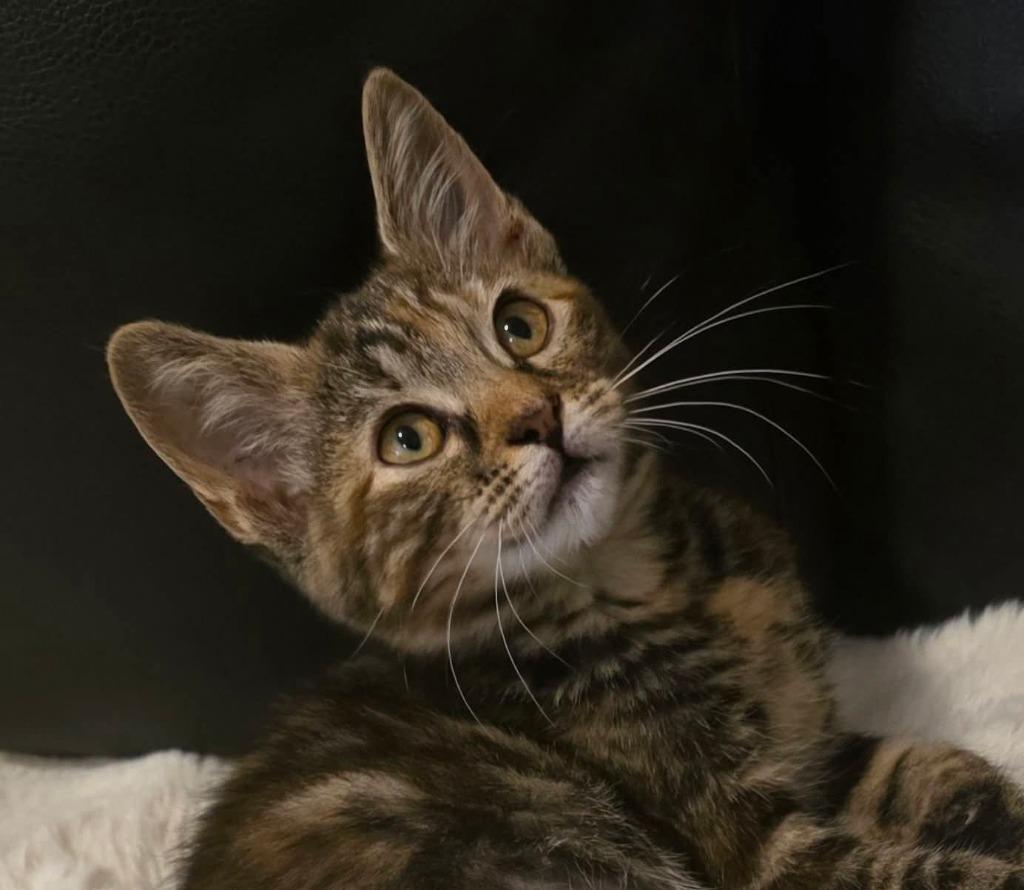 Fancy Pants, a Adoptable mixed breed in Miami, OK image 3/4