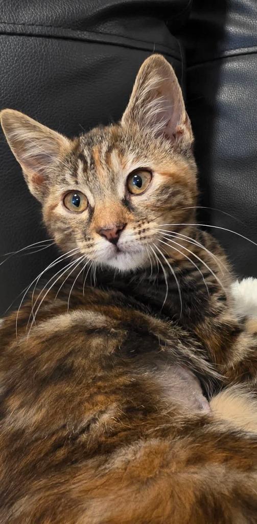 Fancy Pants, a Adoptable mixed breed in Miami, OK image 4/4