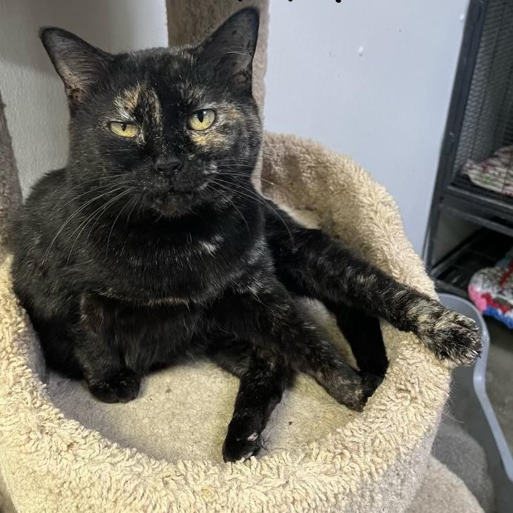 Enlarge WM, a Adoptable Domestic Short Hair in Chicago, IL image 1/1