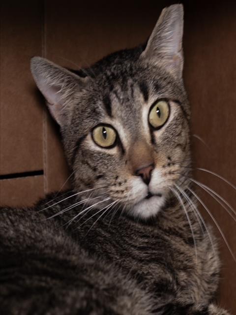 BUDDY-FIV+, Adoptable, Adult Male Domestic Short Hair.