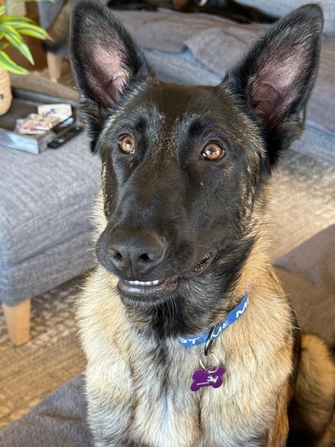 Finn - AZ — thumbnail 4