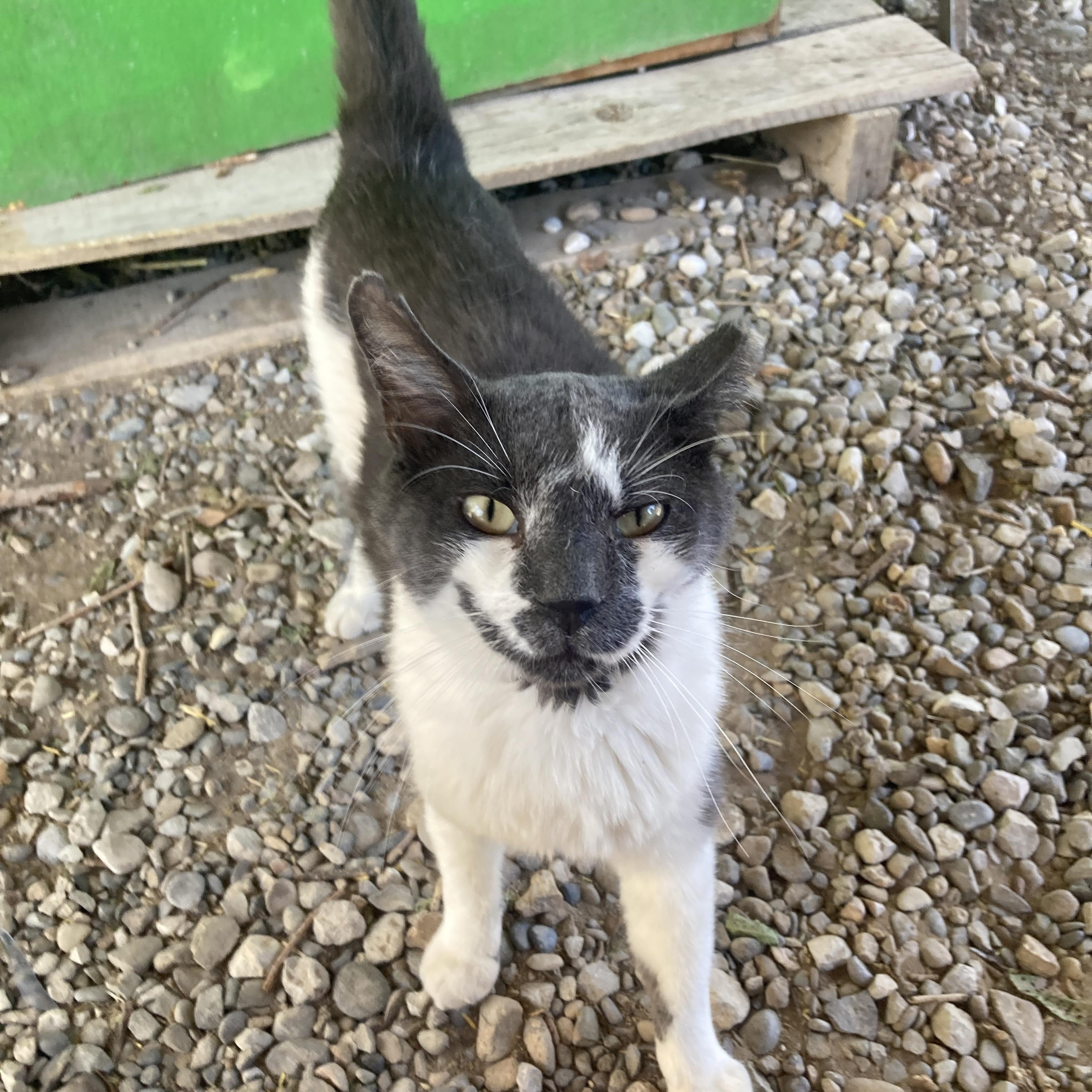 Narices, ADOPTABLE, Adult Male Domestic Short Hair.