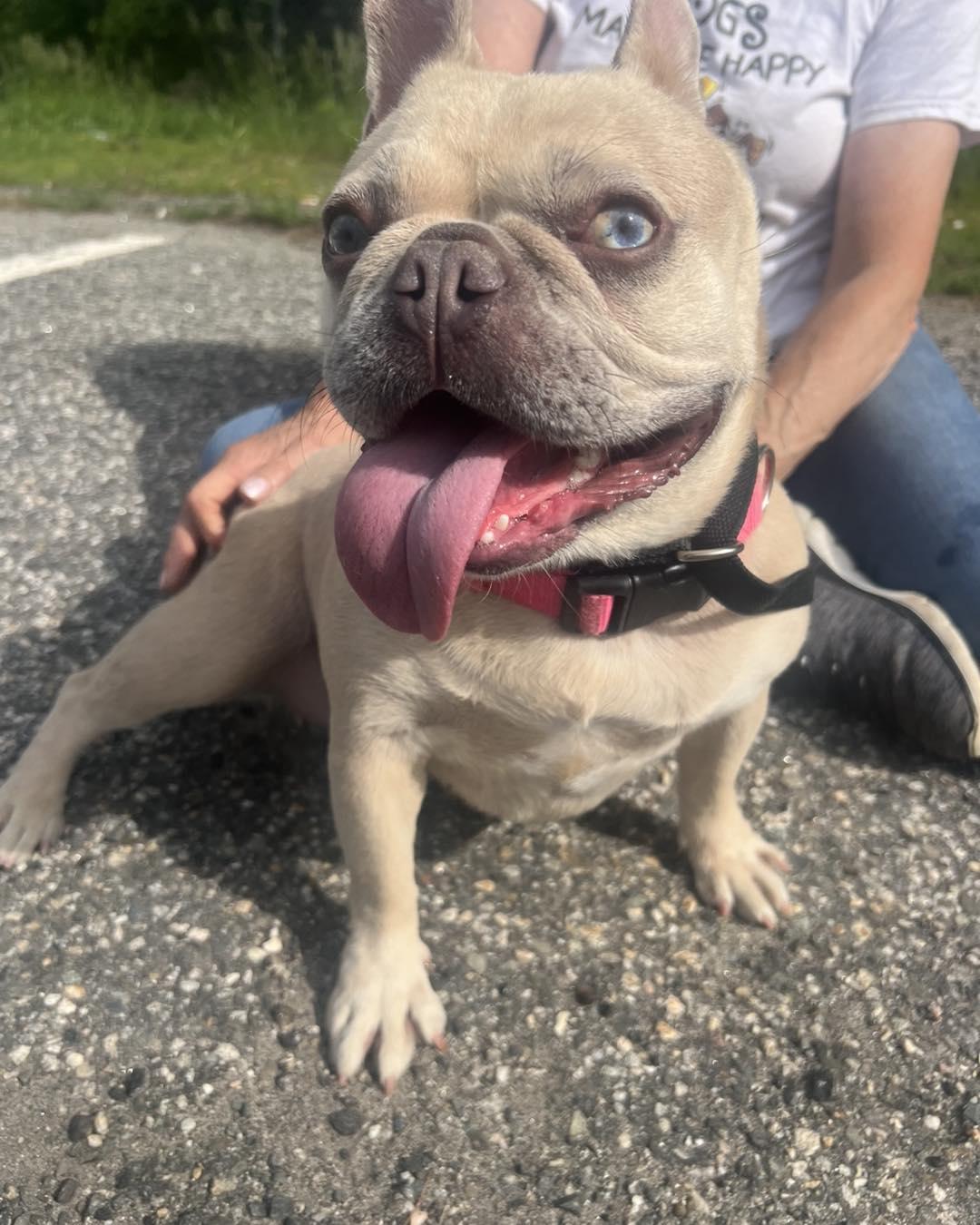 Enlarge Tater Tot, an adoptable French Bulldog in Winsted, CT image 2/3
