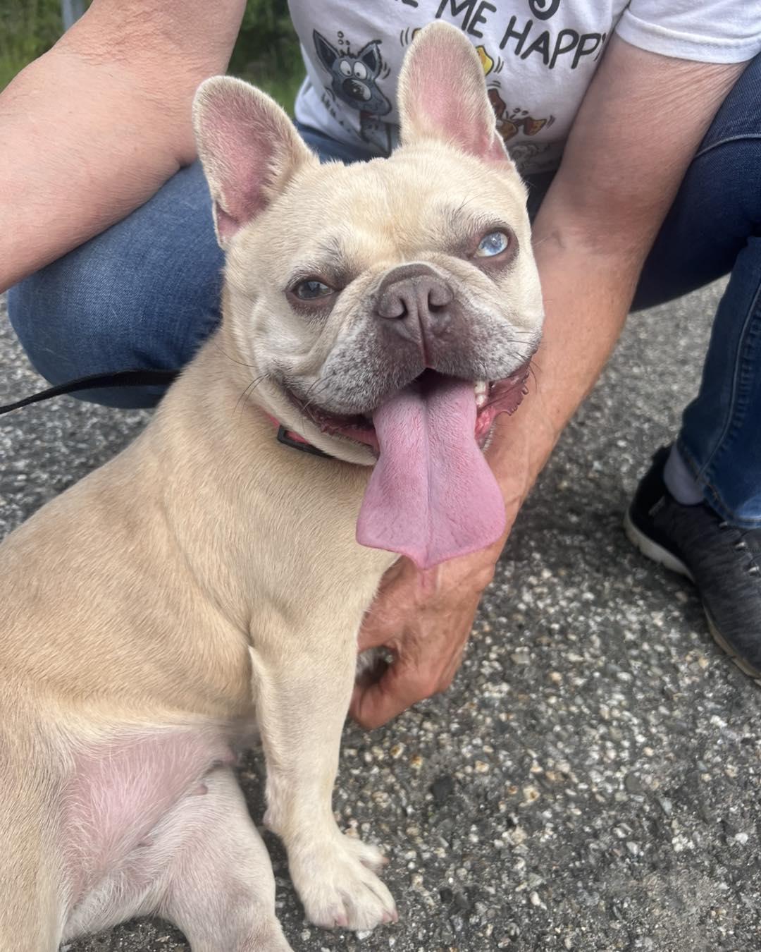 Tater Tot, adoptable, Young Female French Bulldog.