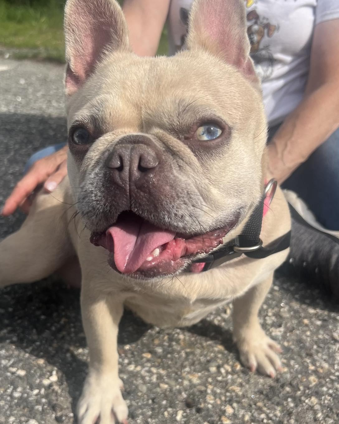 Enlarge Tater Tot, an adoptable French Bulldog in Winsted, CT image 3/3