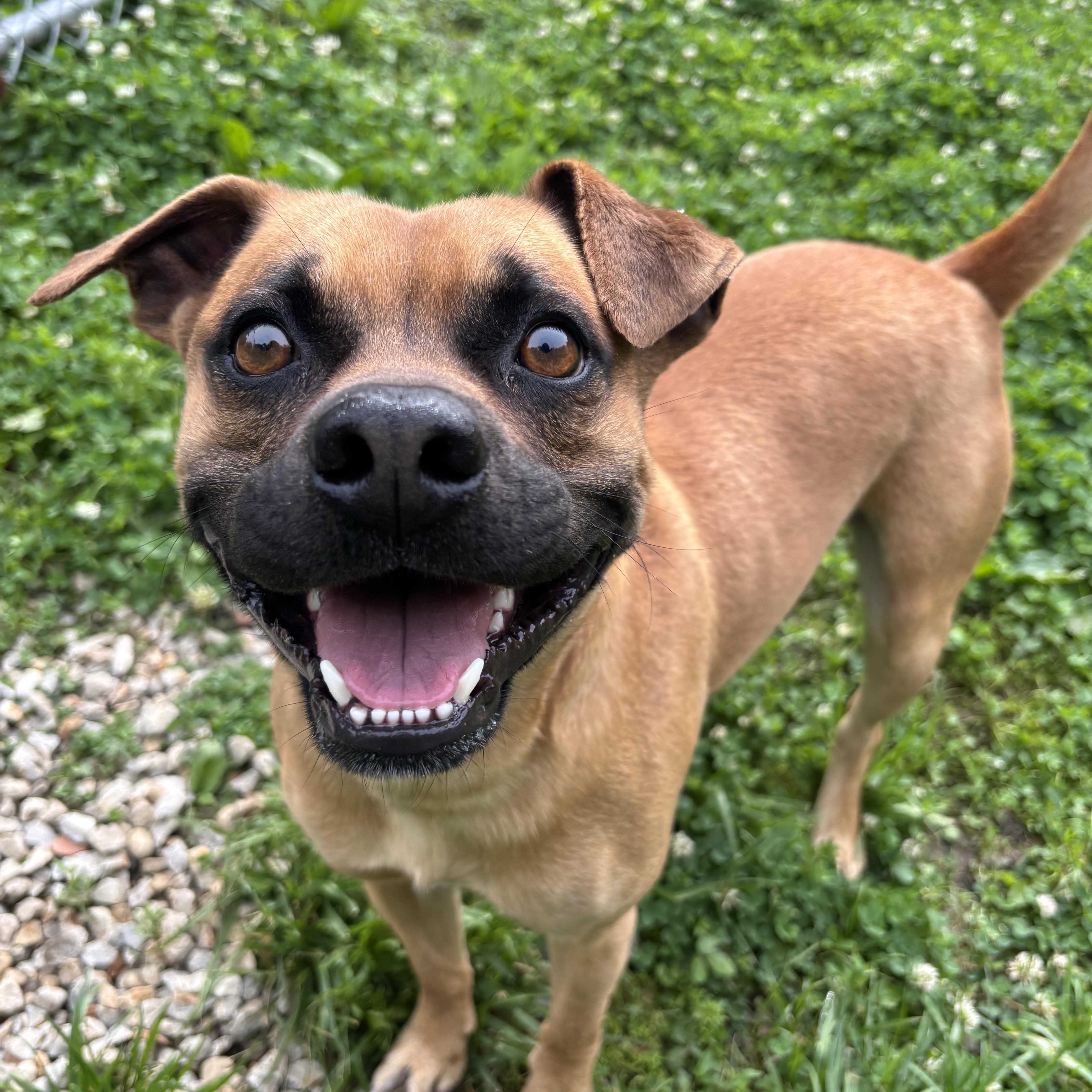 Bubba, ADOPTABLE, Young Male Pug.