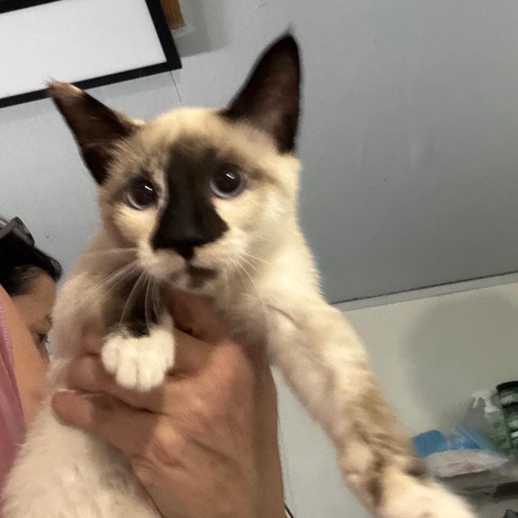 Anastasia, Adoptable, Kitten Female Domestic Short Hair.