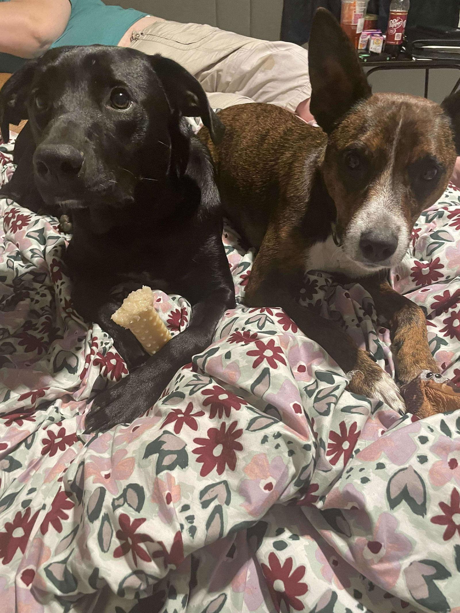 Scrappy, Adoptable, Adult Male Shepherd.