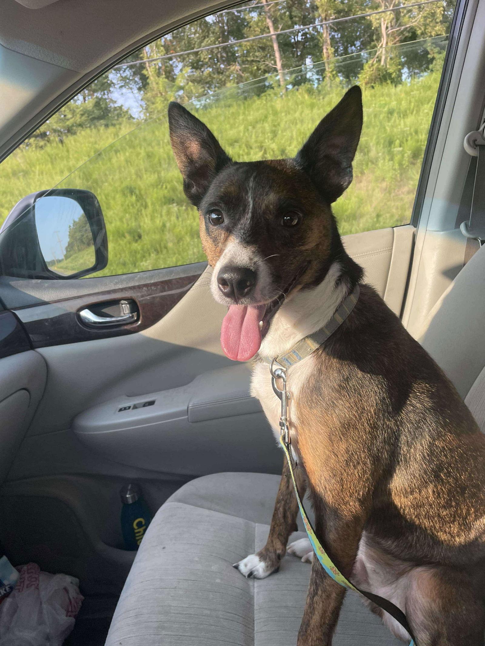 Scrappy, a Adoptable Shepherd in Baltimore, MD image 2/3