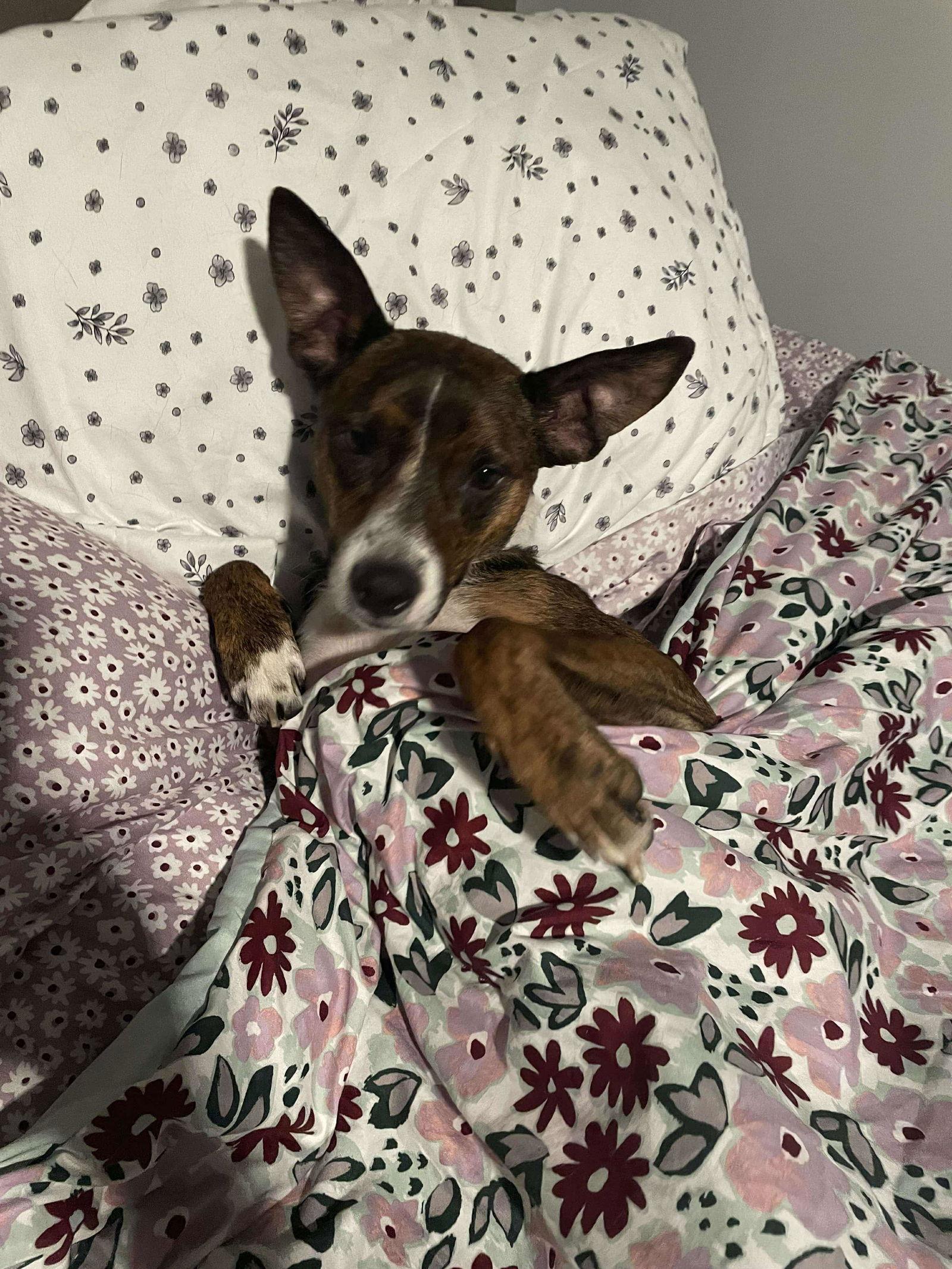 Scrappy, a Adoptable Shepherd in Baltimore, MD image 3/3