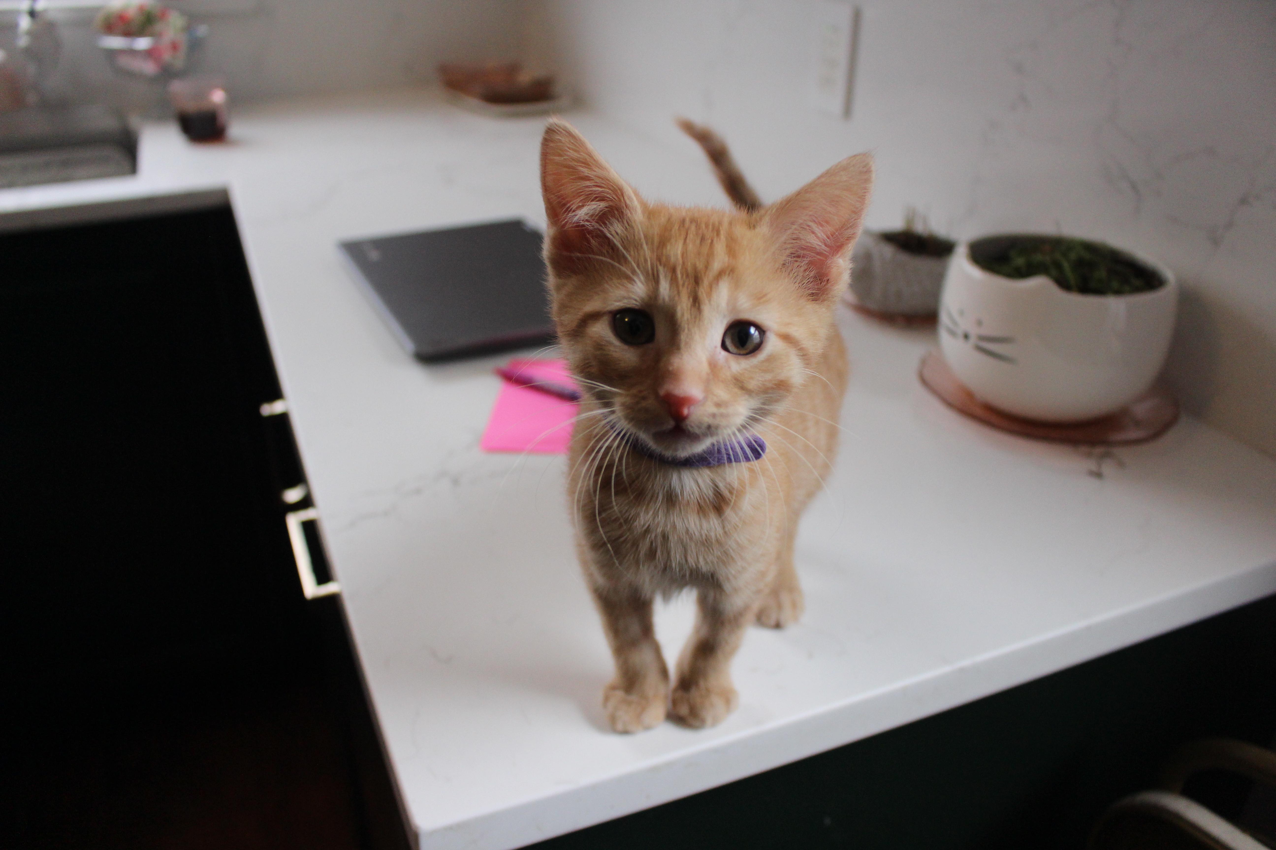 Taffy, adopted, Kitten Male Domestic Short Hair.