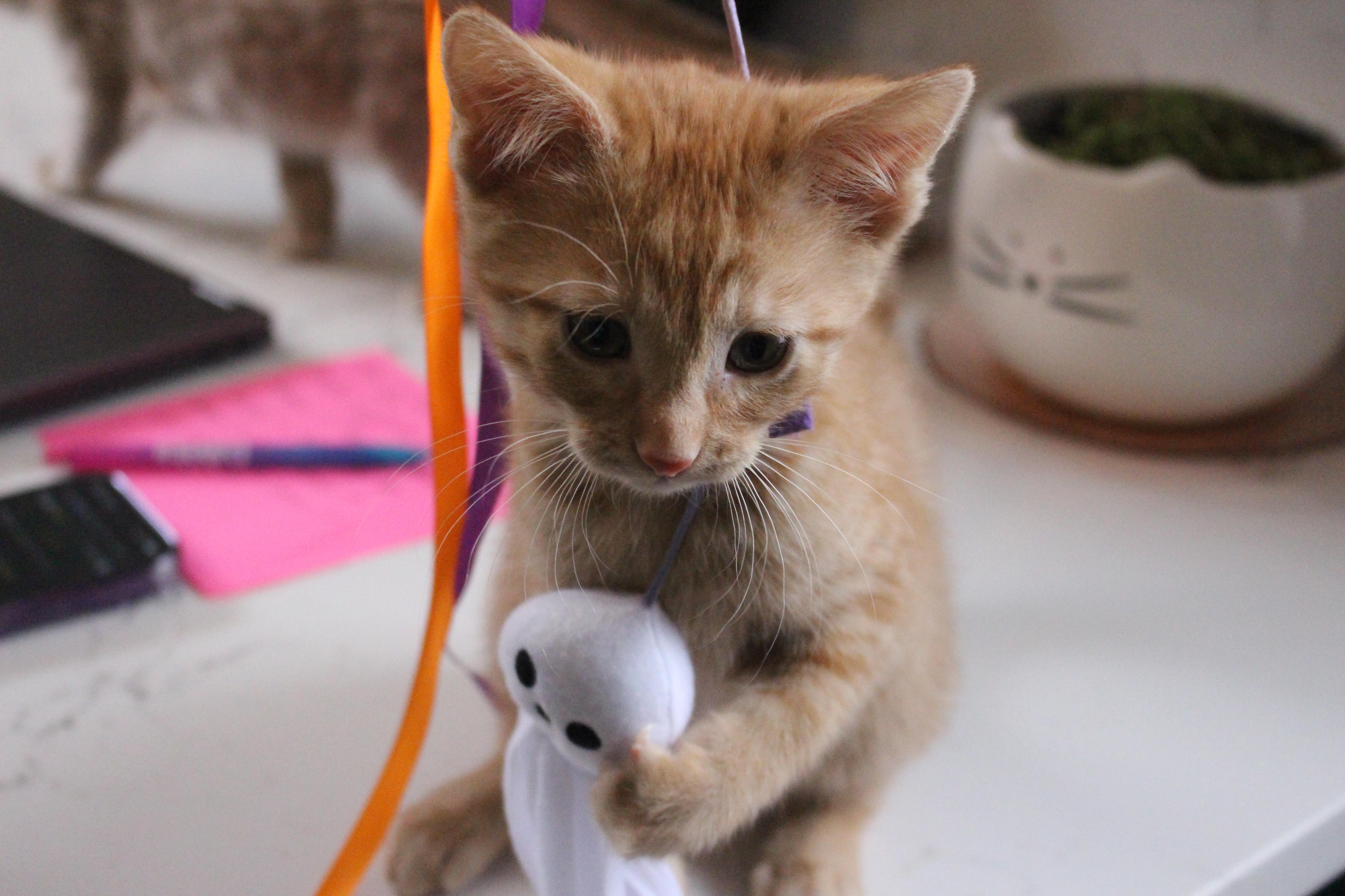 Enlarge Taffy, an adopted Domestic Short Hair in Elgin, IL image 2/4