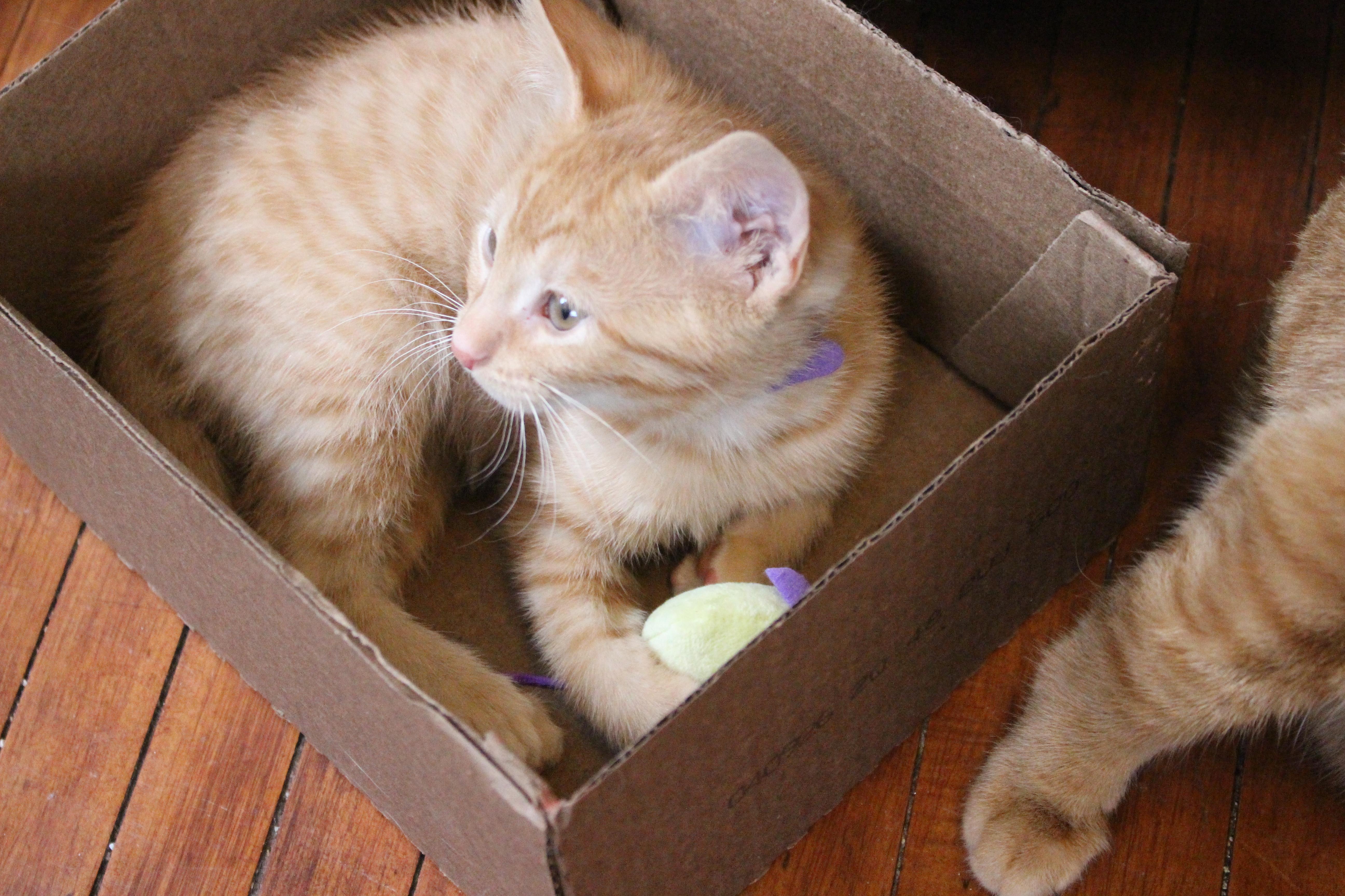 Enlarge Taffy, an adopted Domestic Short Hair in Elgin, IL image 3/4