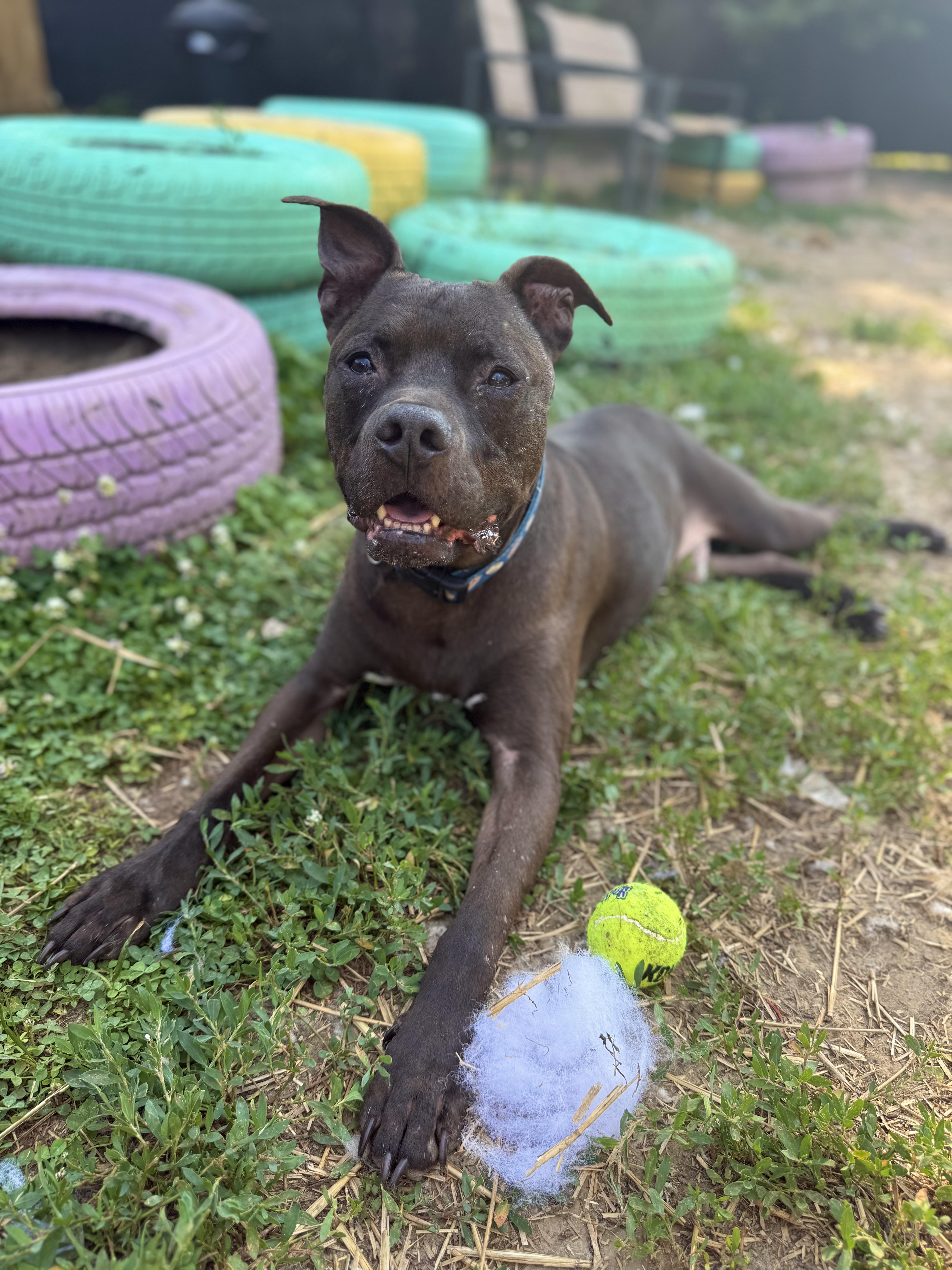 Enlarge Coop, a Adoptable mixed breed in INDIANAPOLIS, IN image 2/6